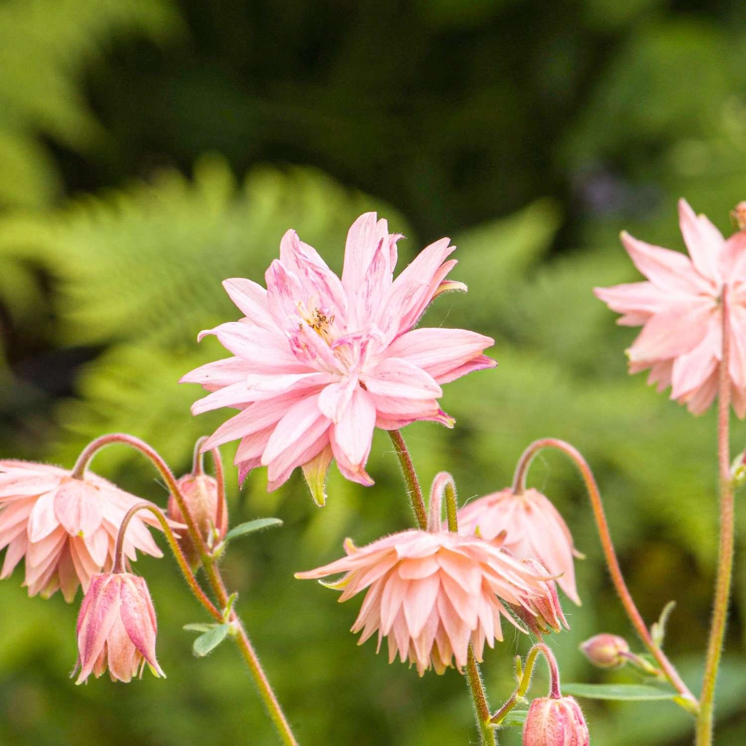 Akileija ‘Pink Barlow’