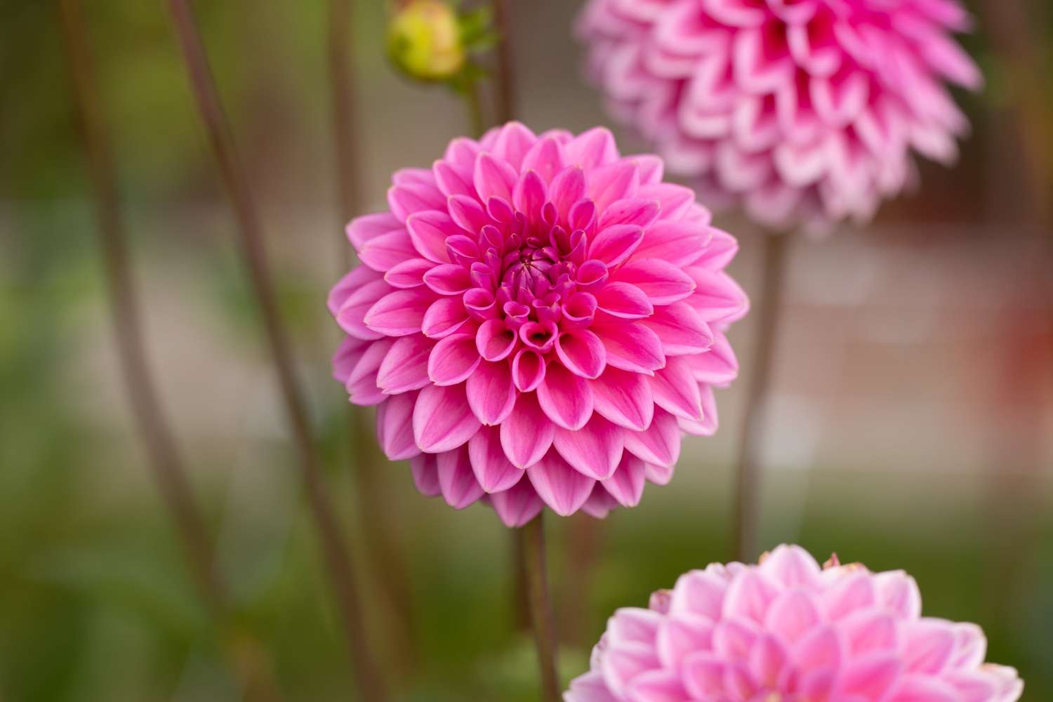 Dahlia 'Sandra'