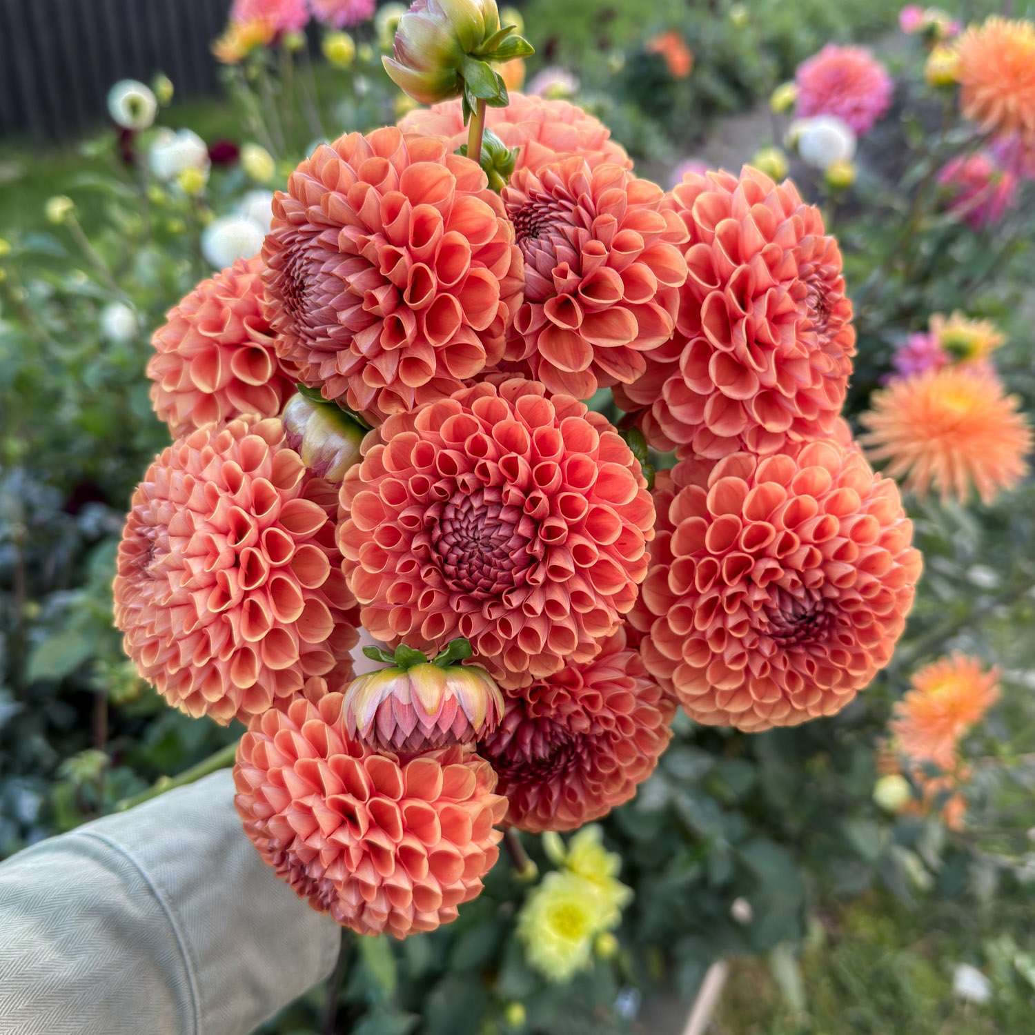 Daalia 'Cornel Brons'