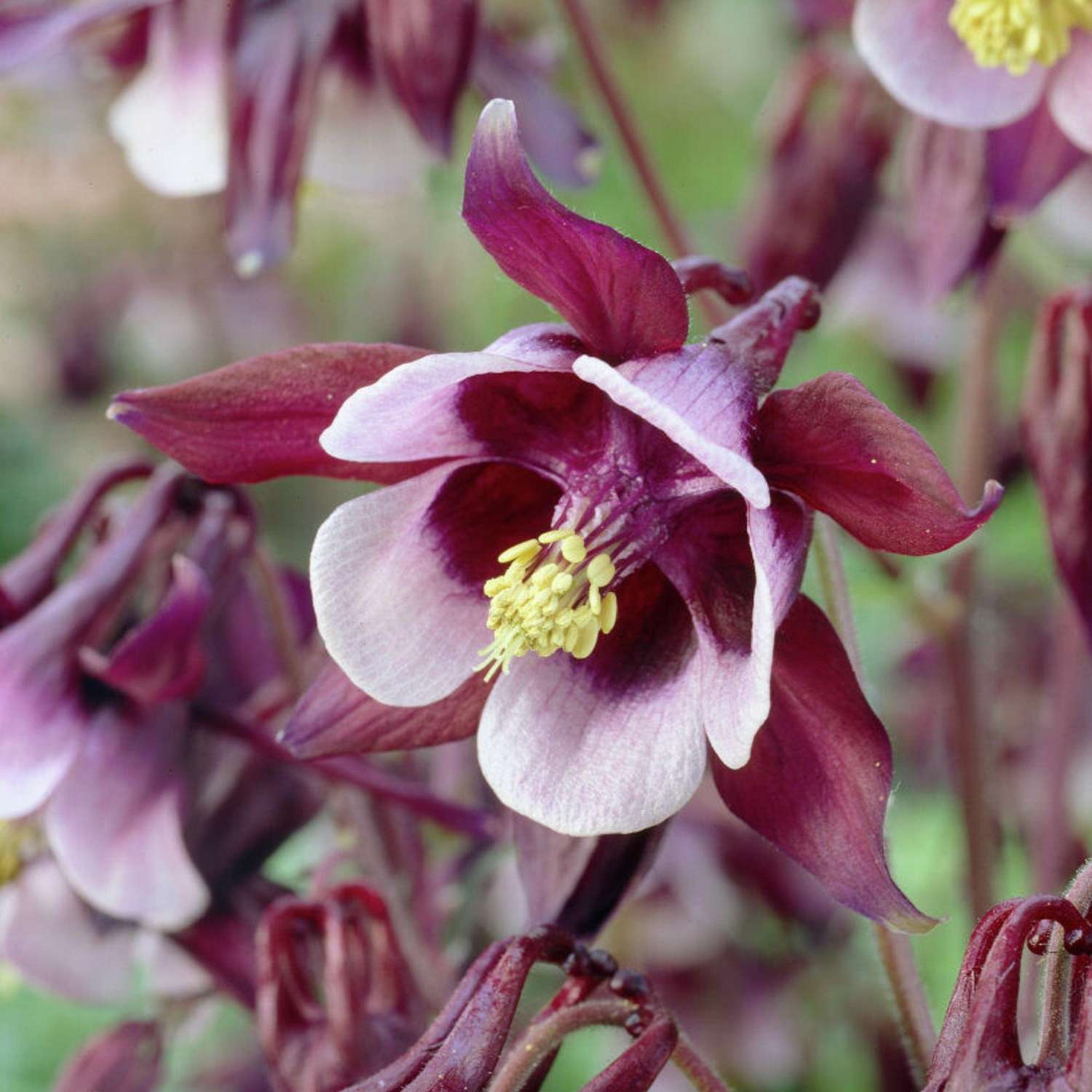 Akileija ‘William Guinness’