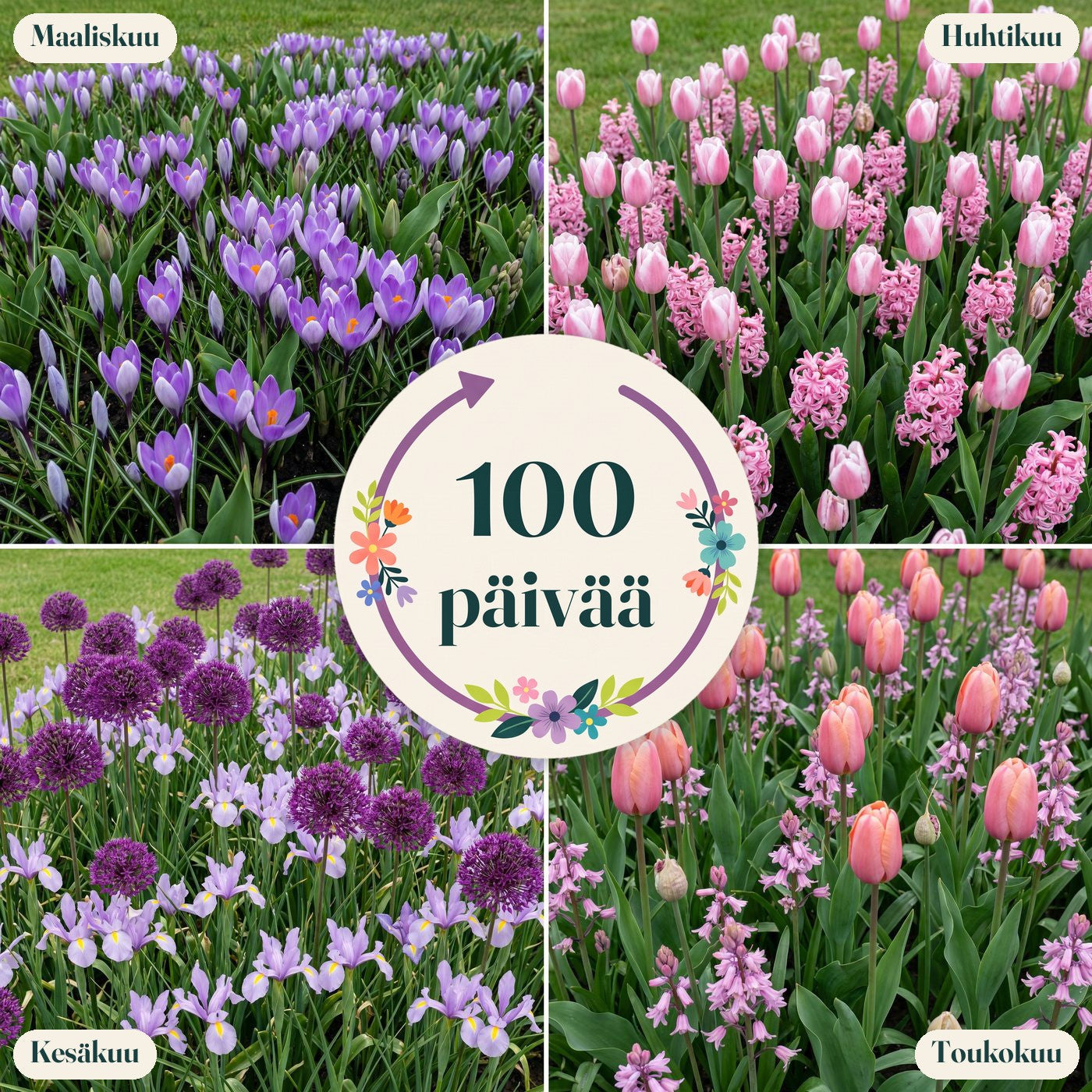 Valmis kukkapenkki '100 päivää – pinkki & liila' (1 m²)