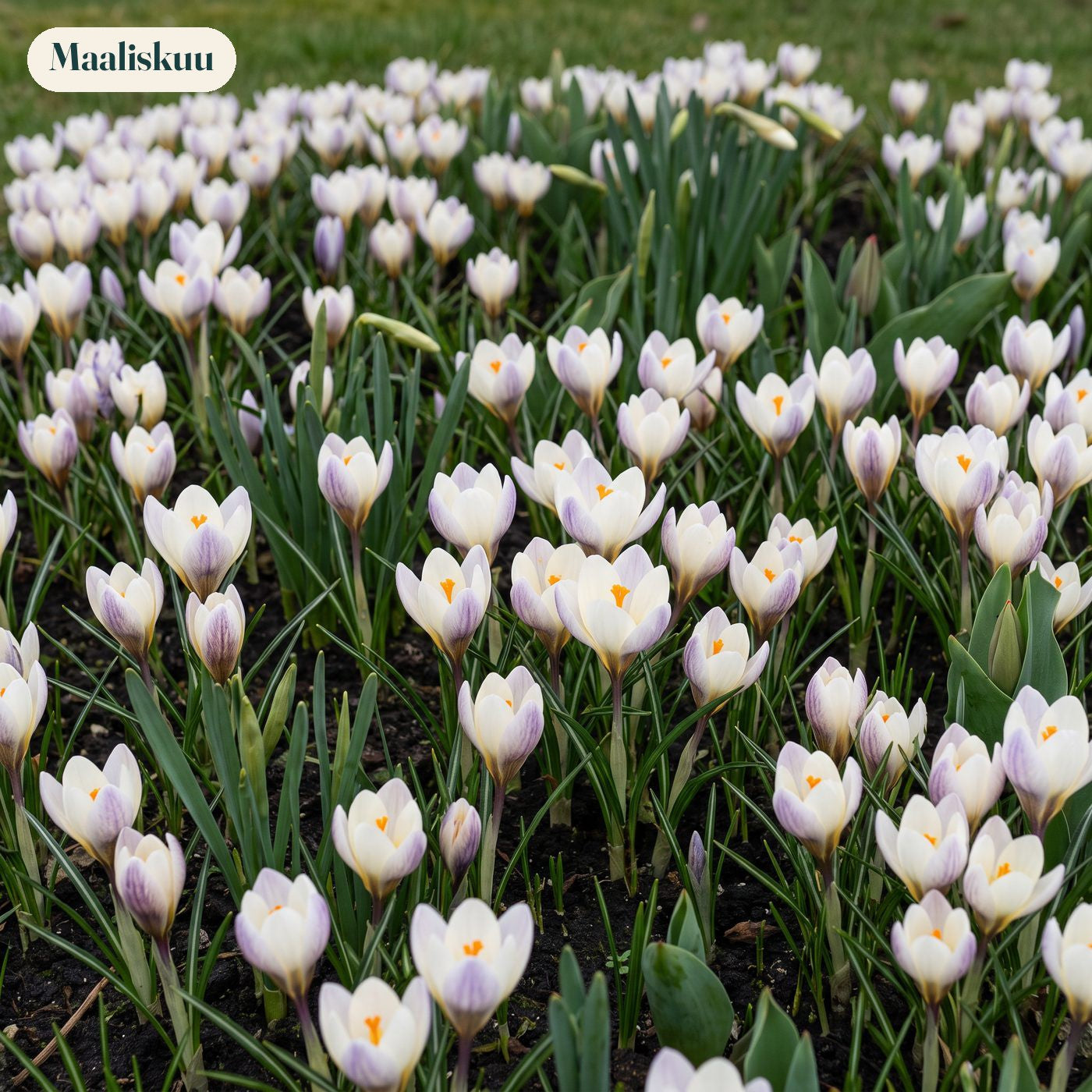 Valmis kukkapenkki '100 päivää – keltainen & valkoinen' (1 m²)