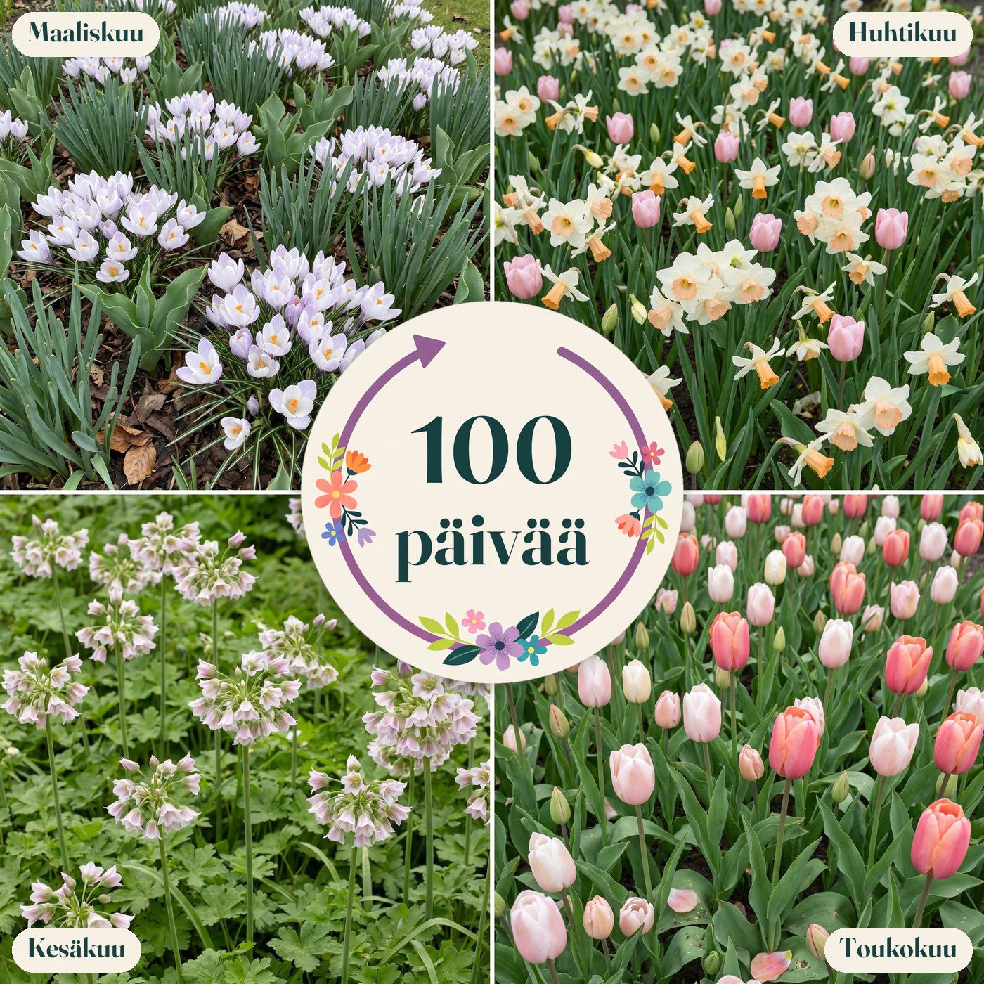 Valmis kukkapenkki '100 päivää – persikka & valkoinen' (1 m²)