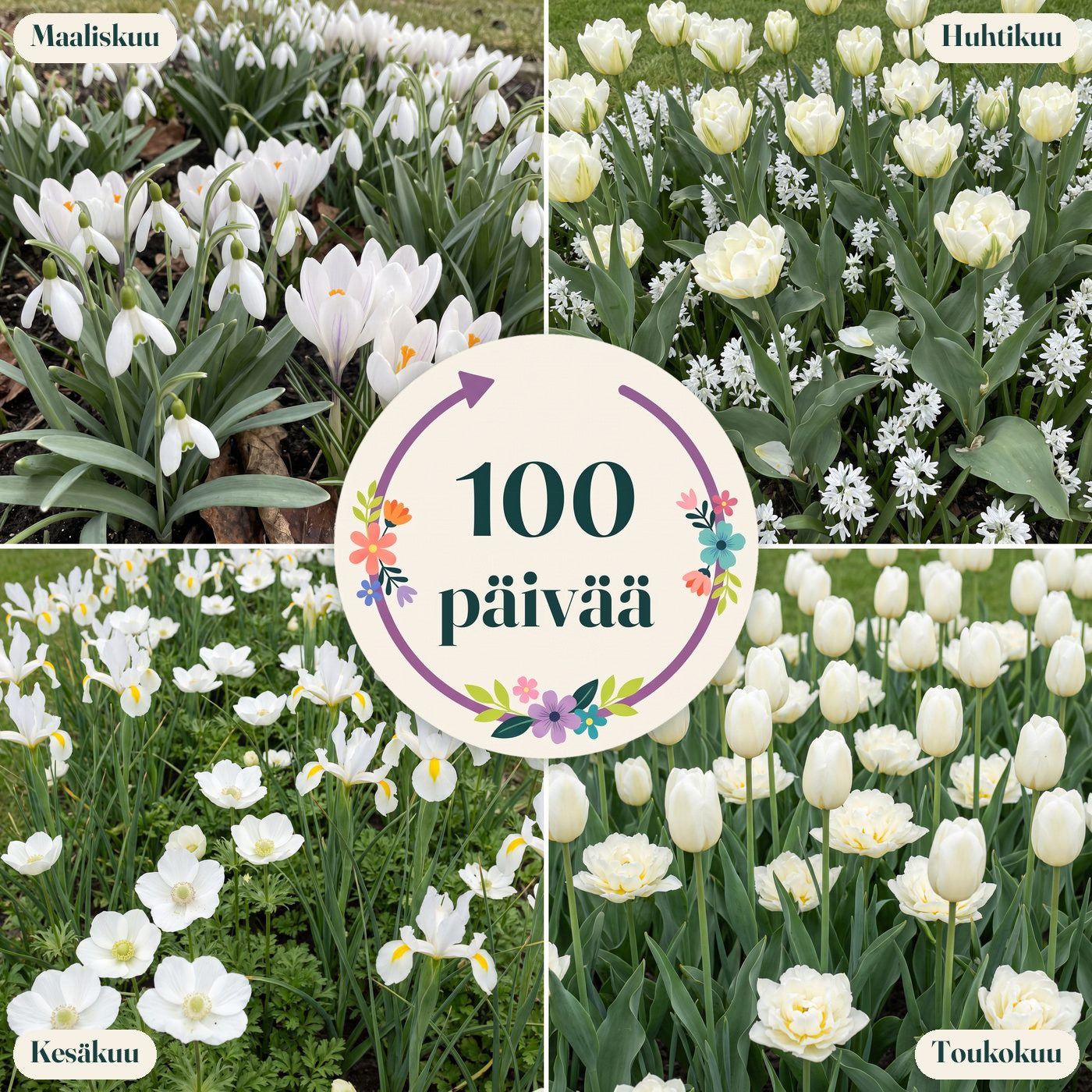 Valmis kukkapenkki '100 päivää – valkoinen' (1 m²)