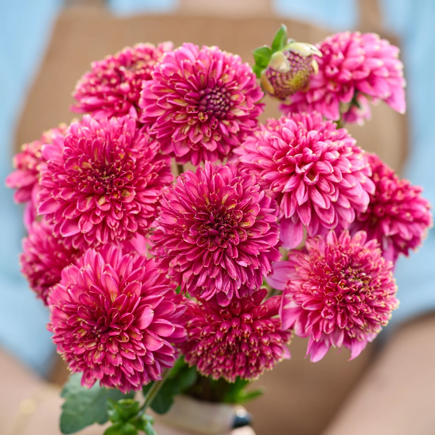 Daalia ‘Alyshia’