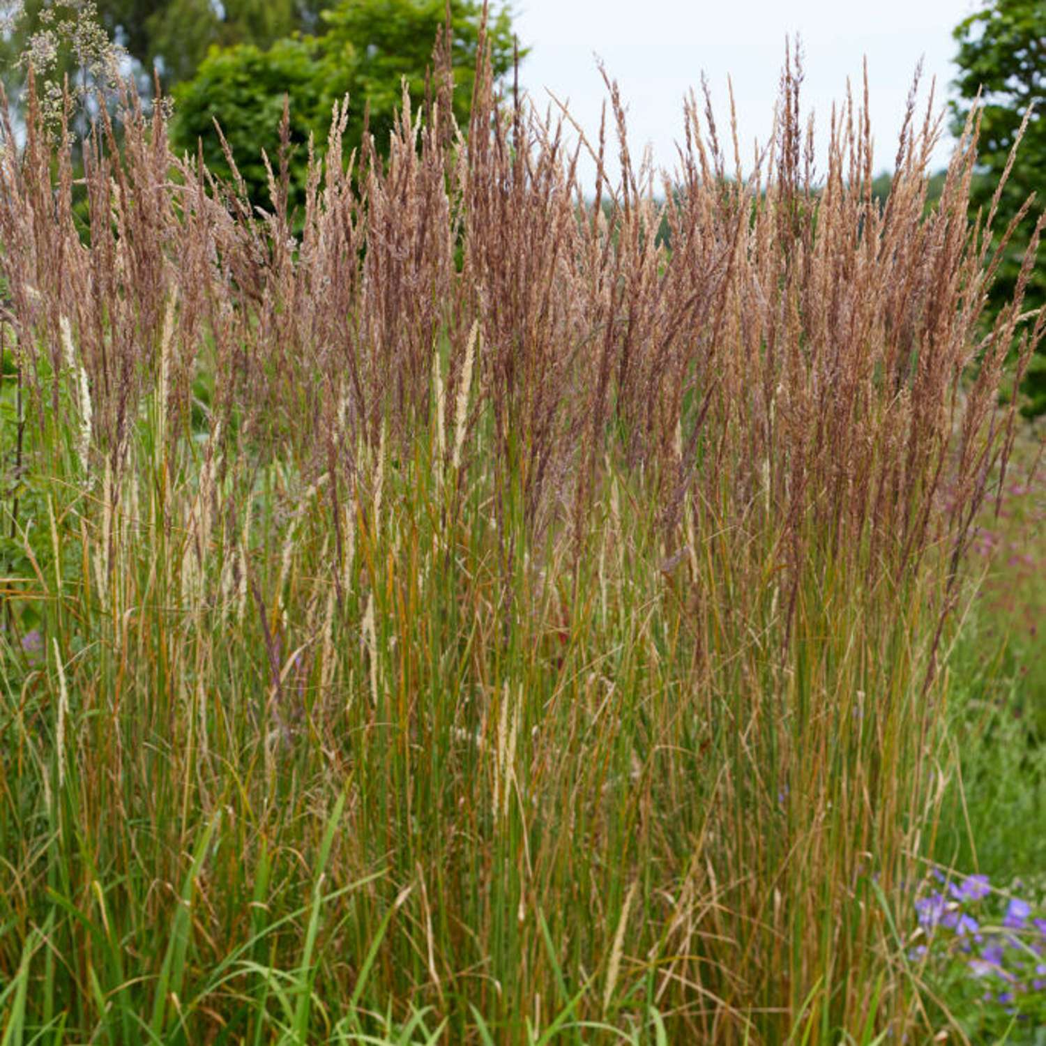 Koristekastikka 'Karl Foerster' (Calamagrostis × acutiflora)