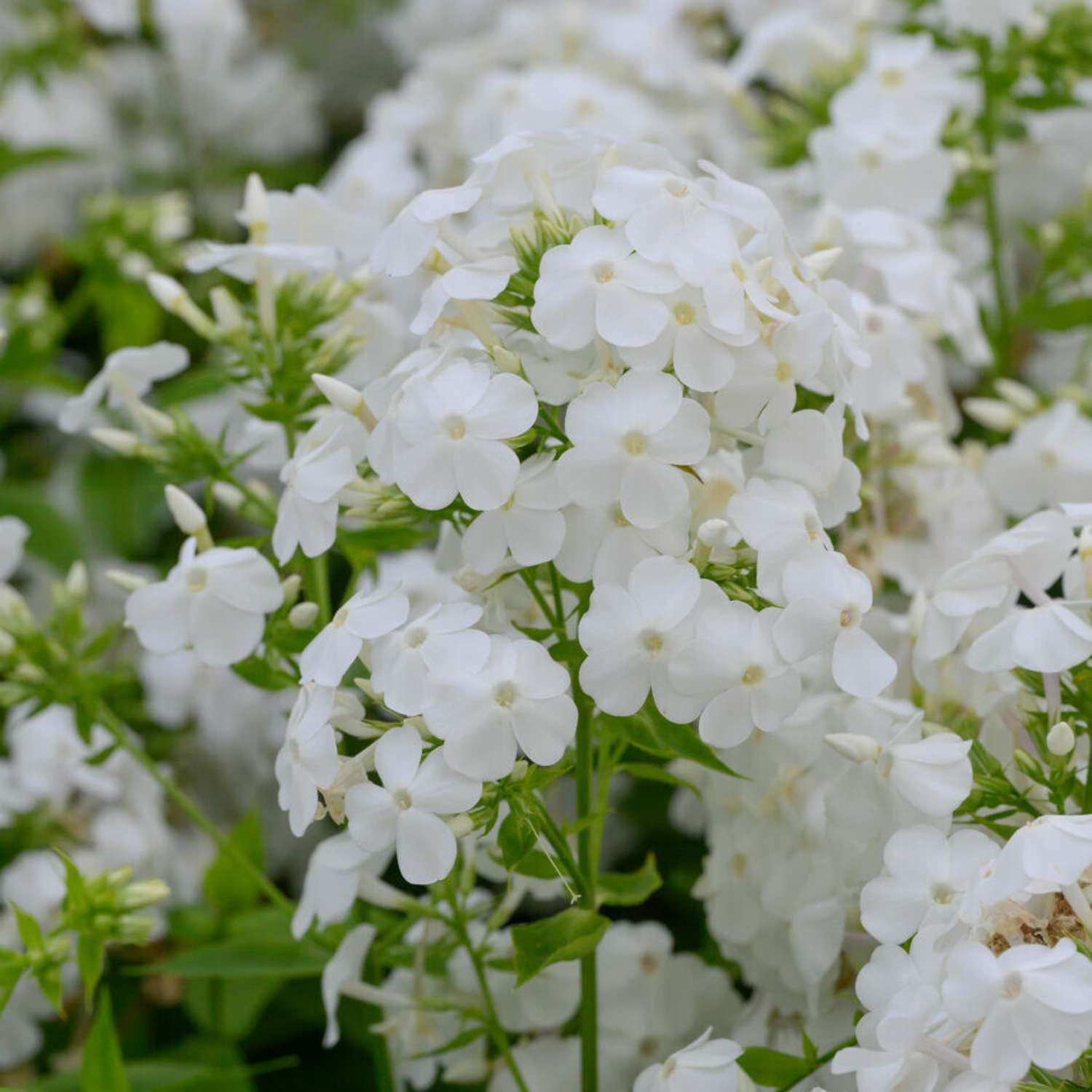 Syysleimu 'David' (Phlox paniculata)