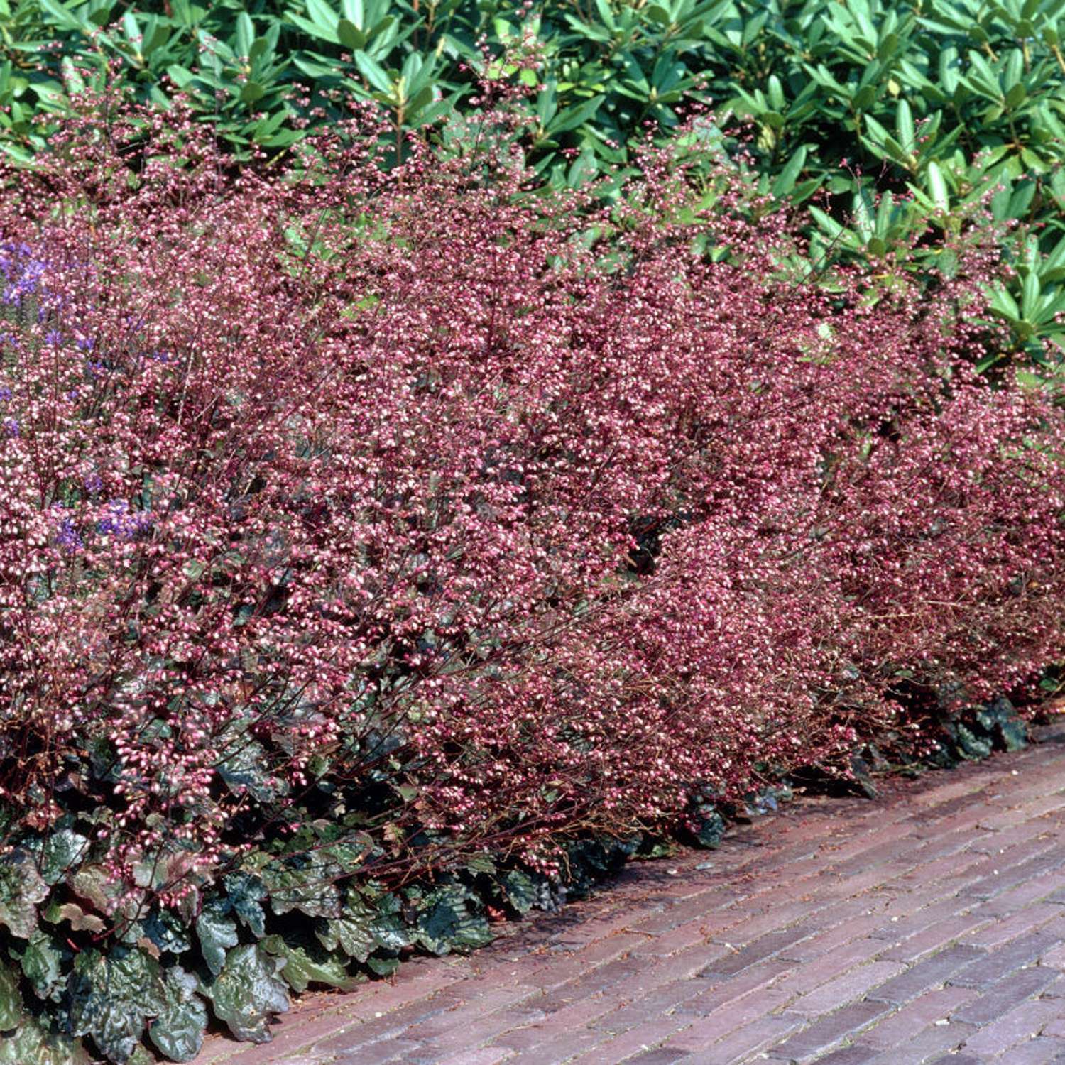 Purppurakeijunkukka 'Palace Purple' (Heuchera villosa)