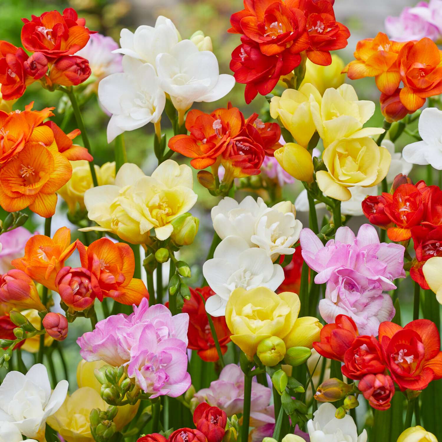 Freesia Double sekoitus