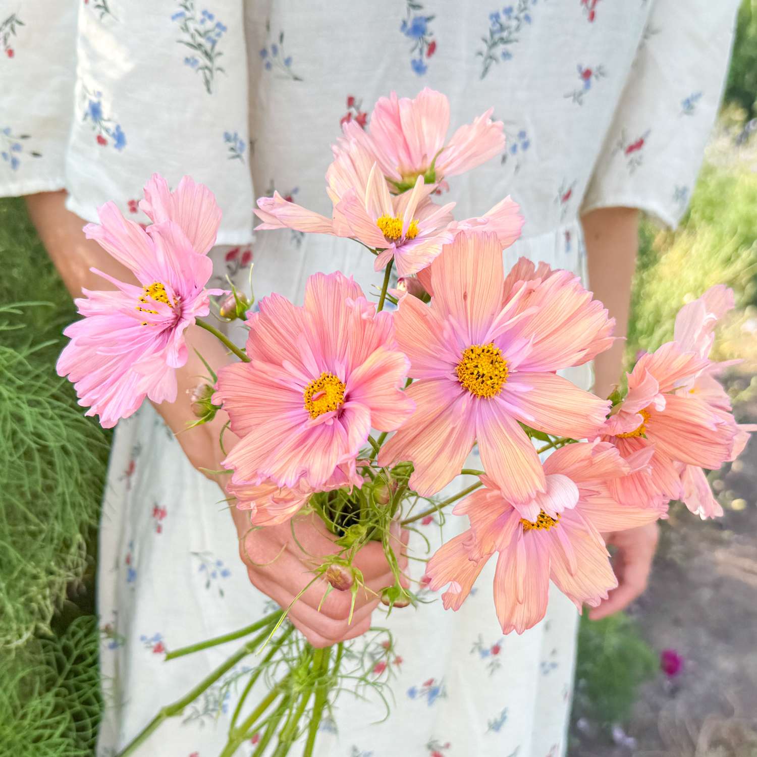 Kosmoskukka 'Apricotta' (siemen)