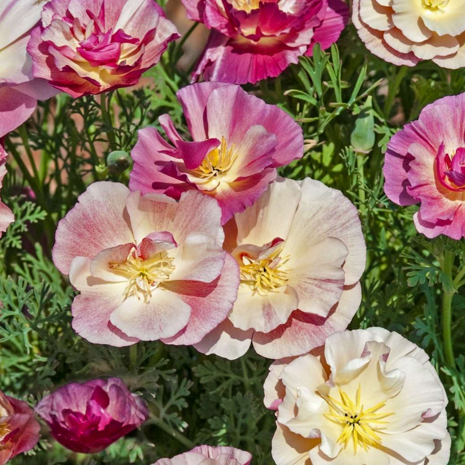 Kaliforniantuliunikko 'Appleblossom Chiffon' (siemen)