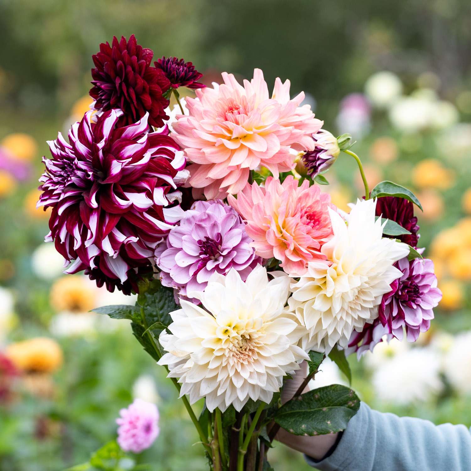 Daaliasekoitus 'Emily Salomon'