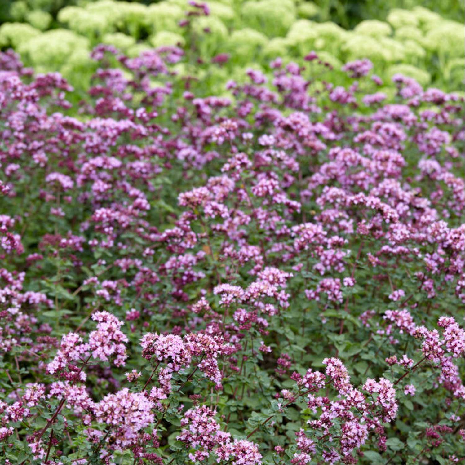 Origanum 'Rosenkuppel'