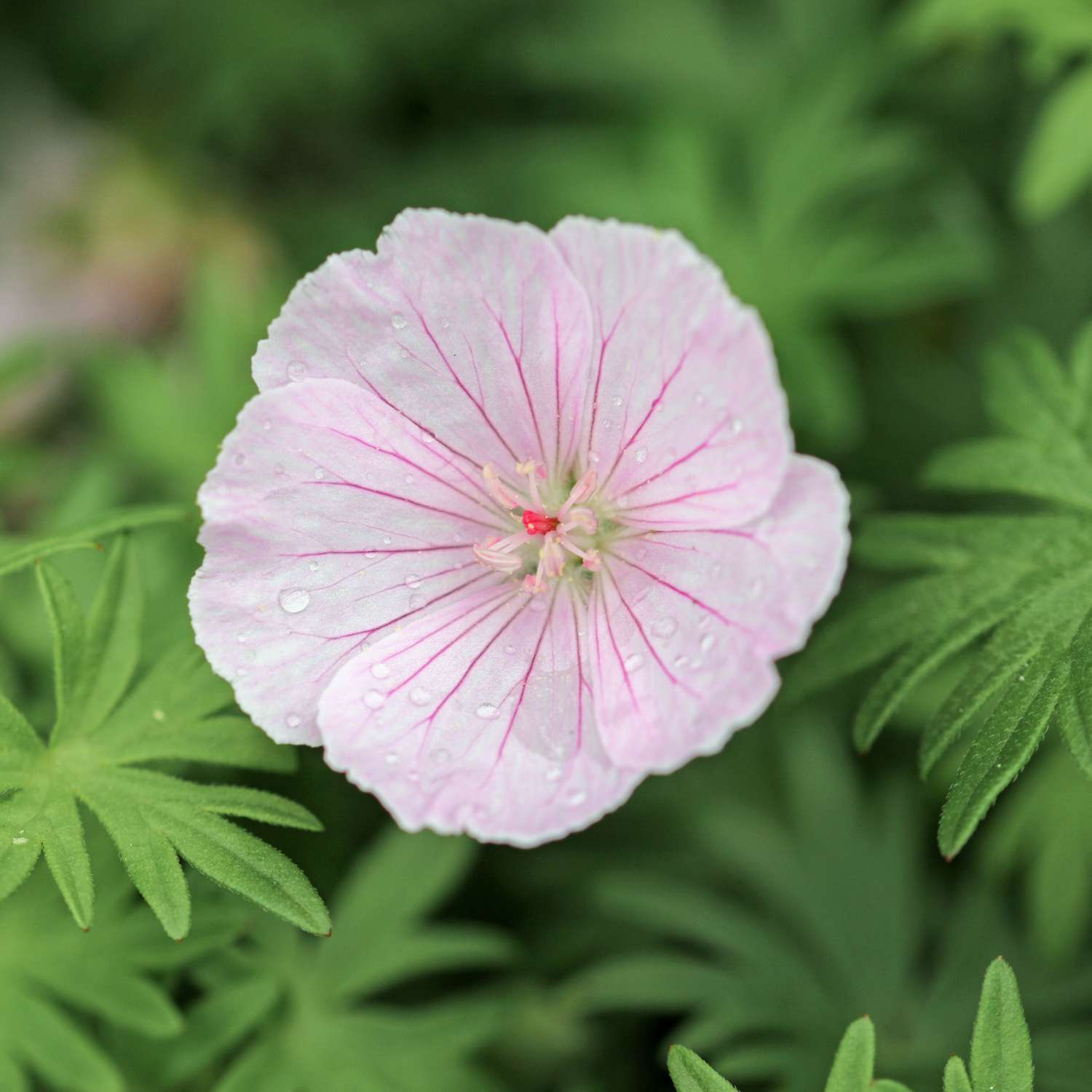 Kurjenpolvi ‘Striatum’