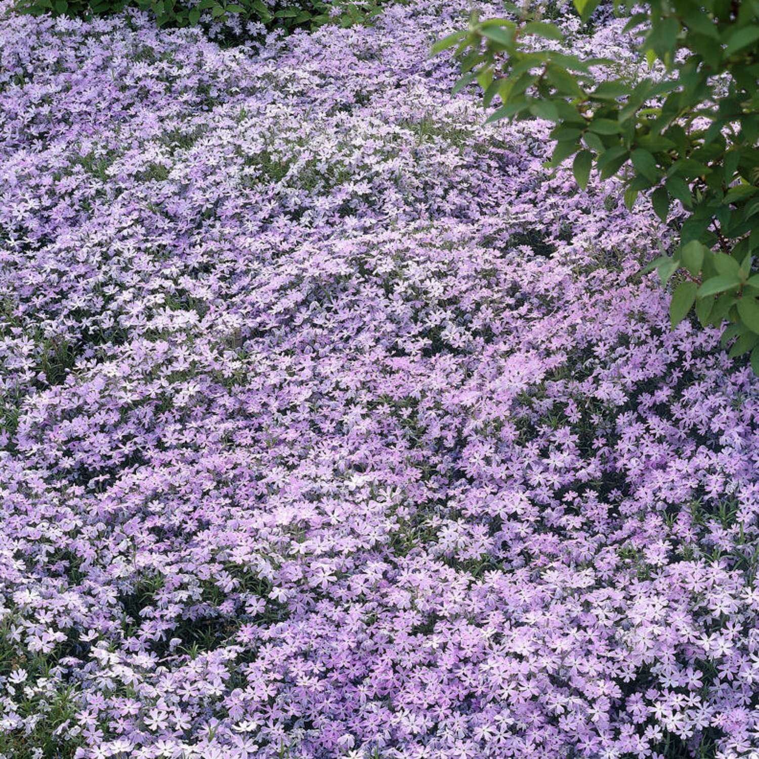 Sammalleimu 'Emerald Cushion Blue' (Phlox subulata)