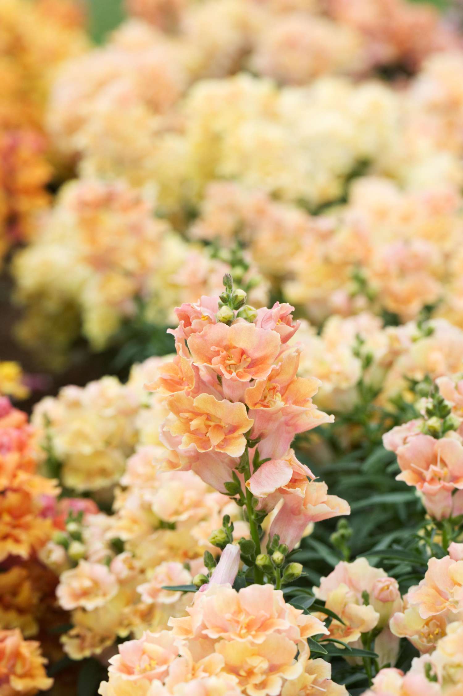 Isoleijonankita 'Doubleshot Peach' (siemen)