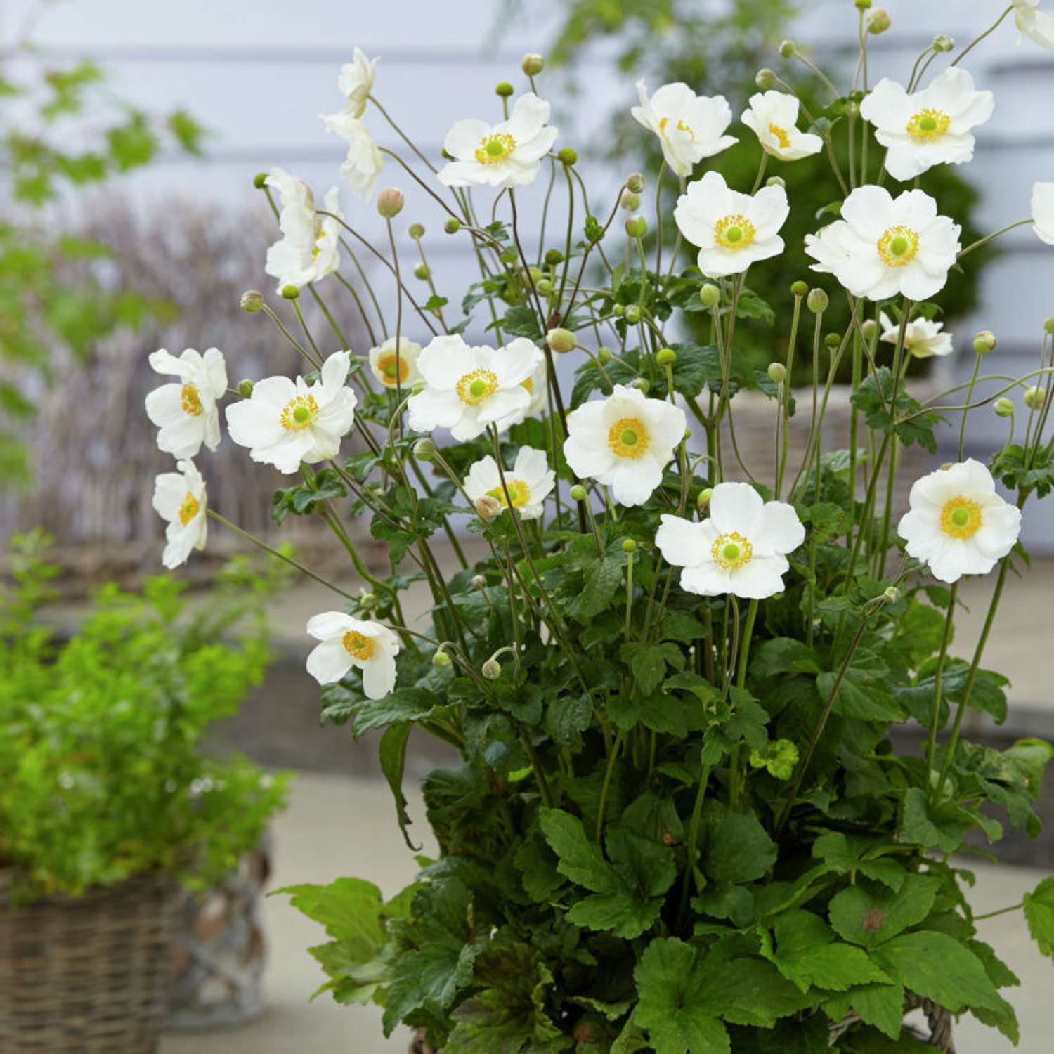 Tarhasyysvuokko 'Honorine Jobert' (Anemone × hybrida)