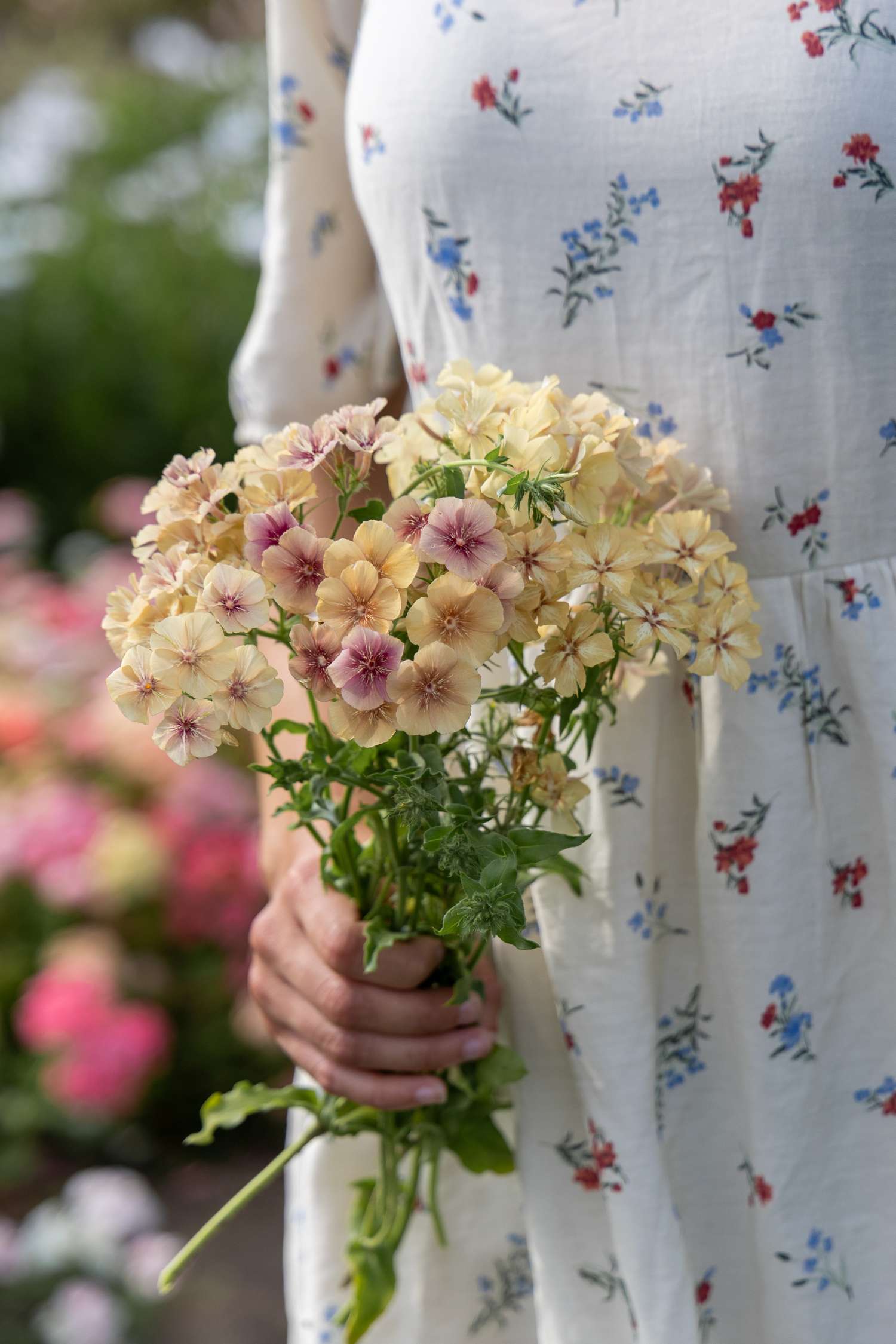 Kesäleimu 'Creme Brulee'