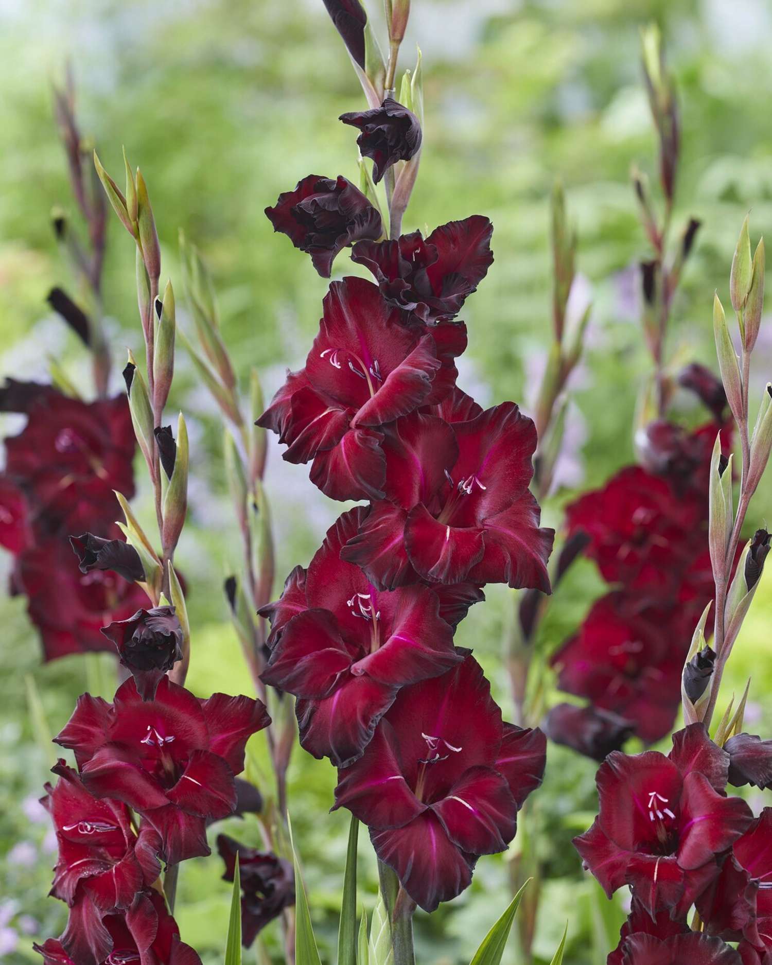 Gladiolus 'Black Star®'