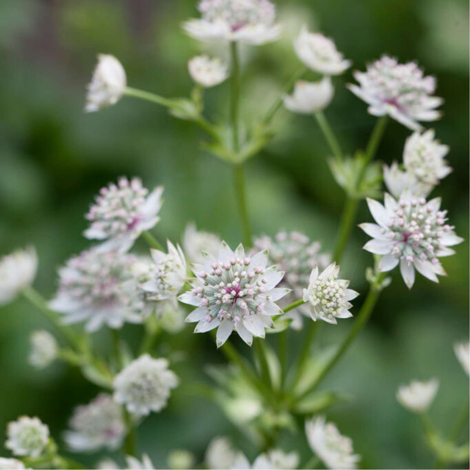 Isotähtiputki 'Shaggy' (Astrantia major subsp. involucrata)