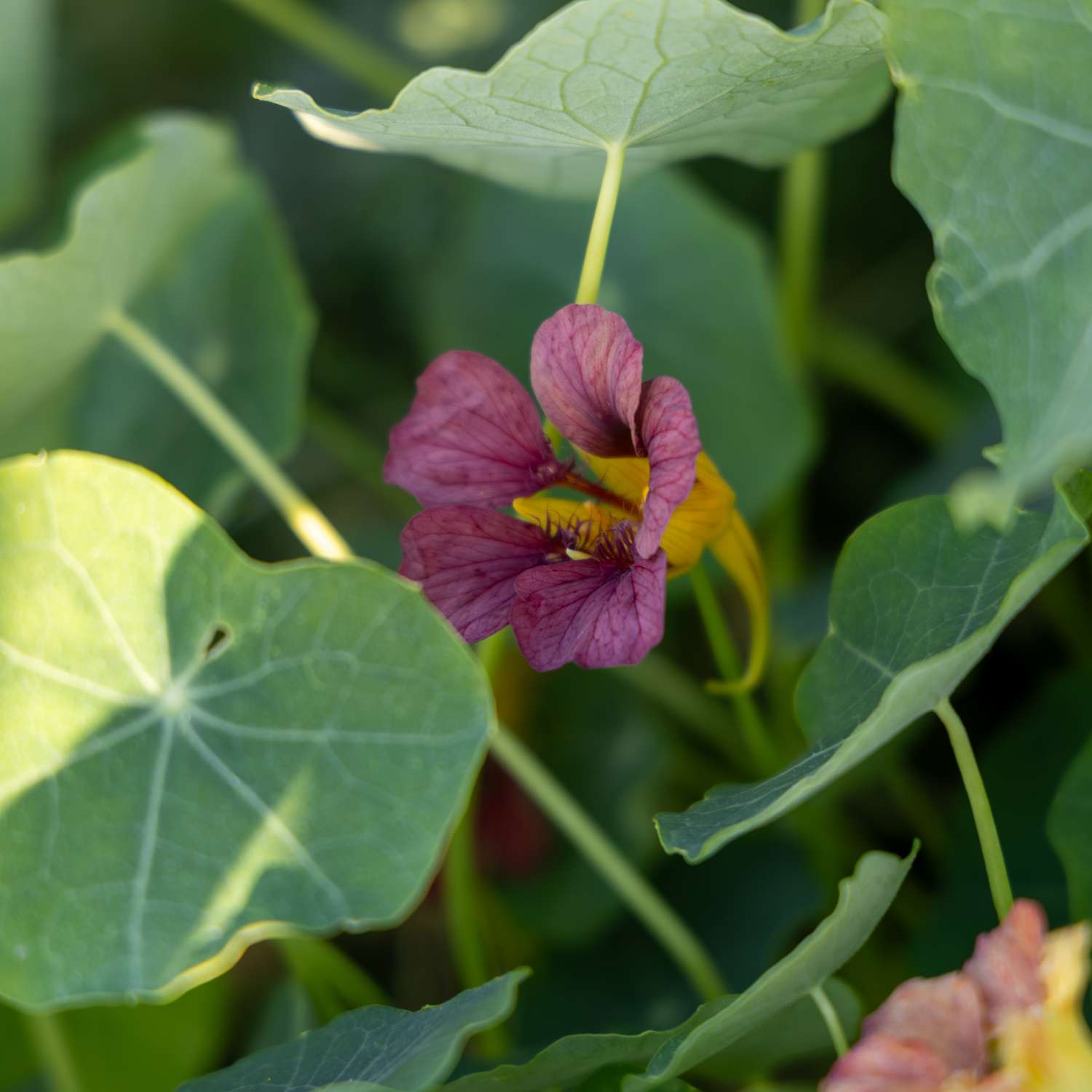 Krassi 'Purple Emperor' (siemen)