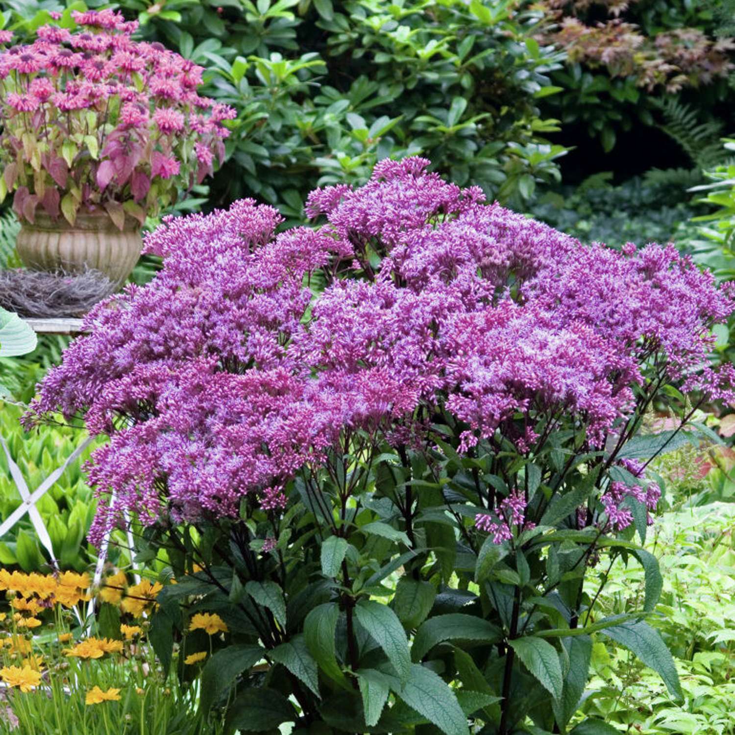 Purppurapunalatva 'Baby Joe' (Eutrochium purpureum)