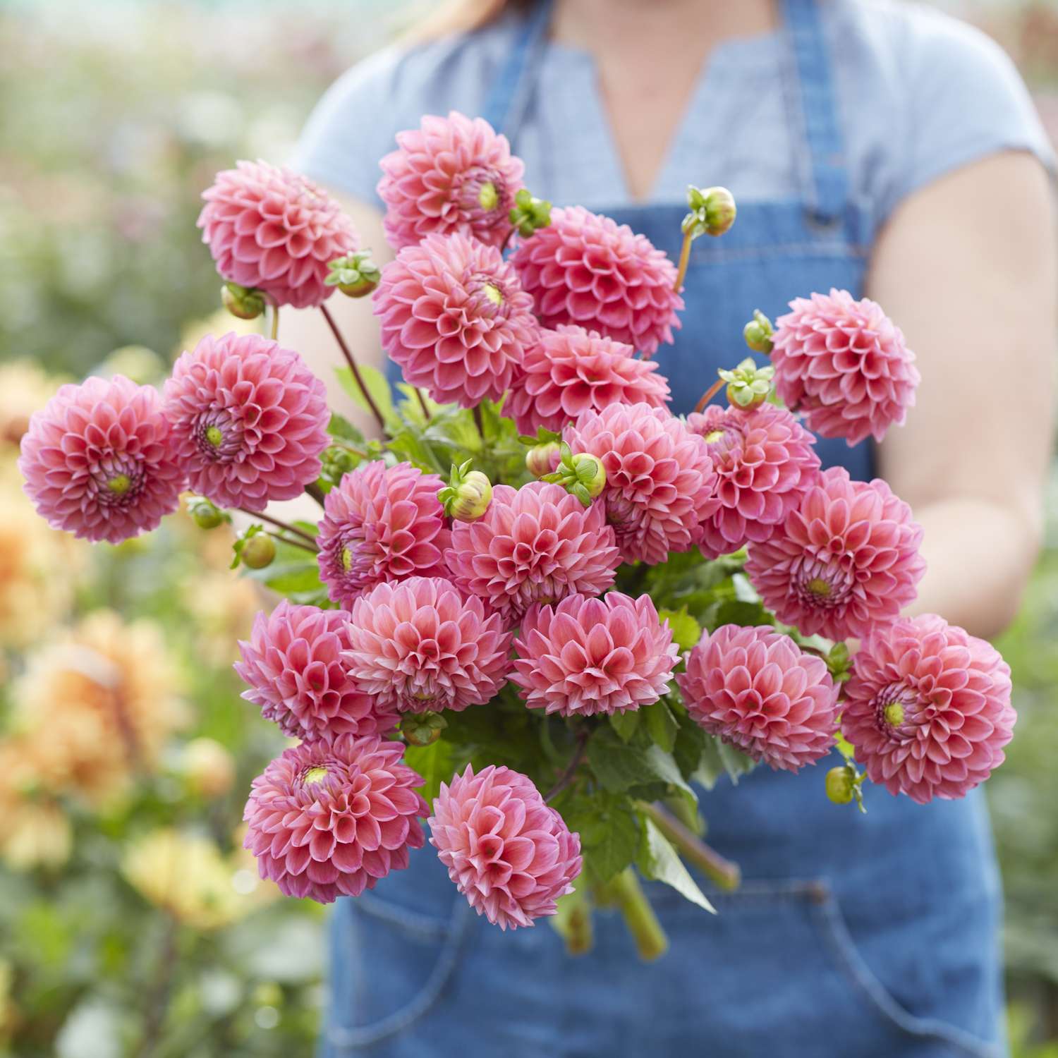 Daalia ‘Dikara Superb’