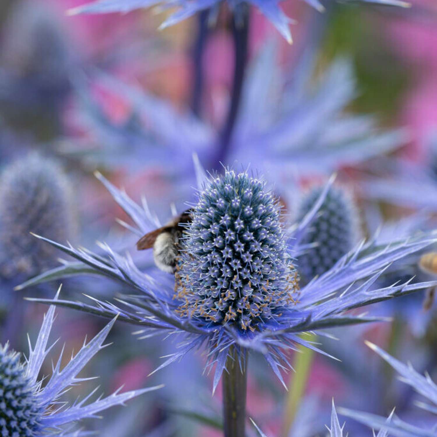 Koreapiikkiputki (Eryngium bourgatii)