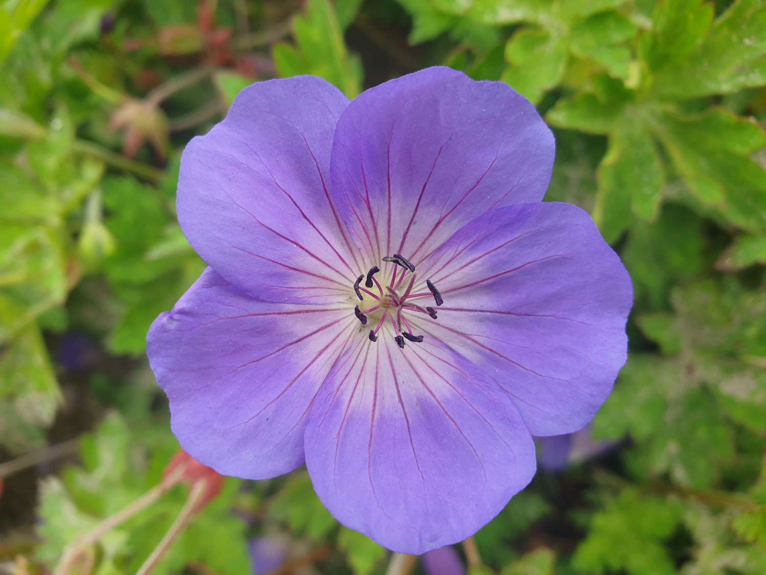 Kurjenpolvi ‘Rozanne’