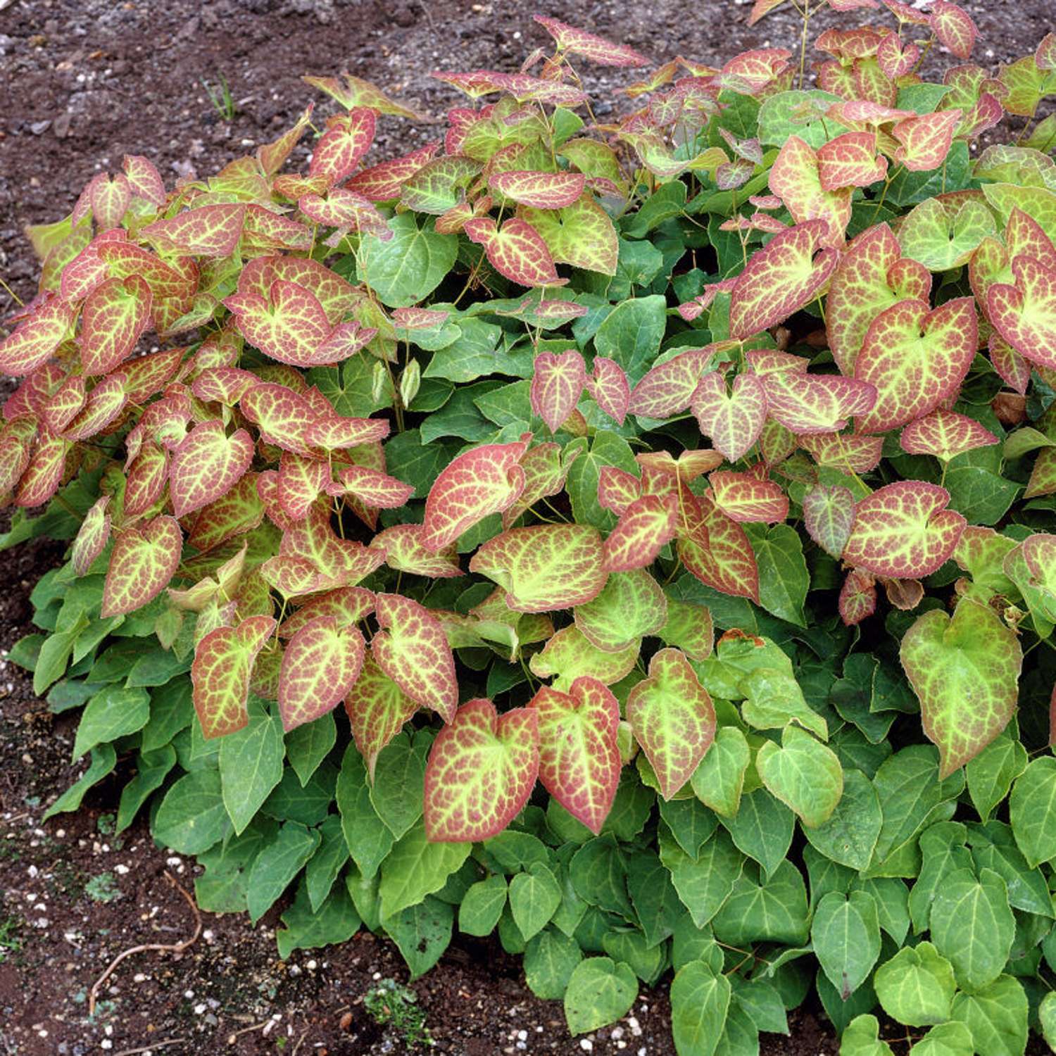 Varjohiippa 'Frohnleiten' (Epimedium × perralchicum)