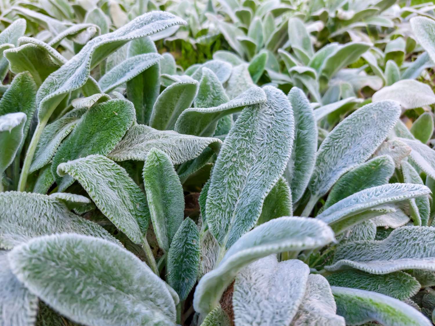 Nukkapähkämö 'Silver Carpet' (Stachys byzantina)