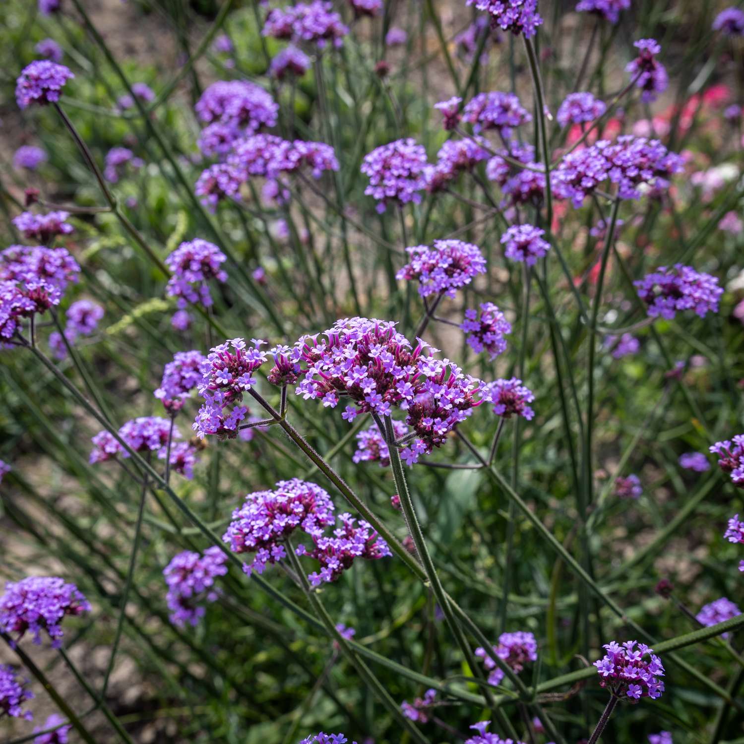 Jättiverbena (Verbena bonariensis)