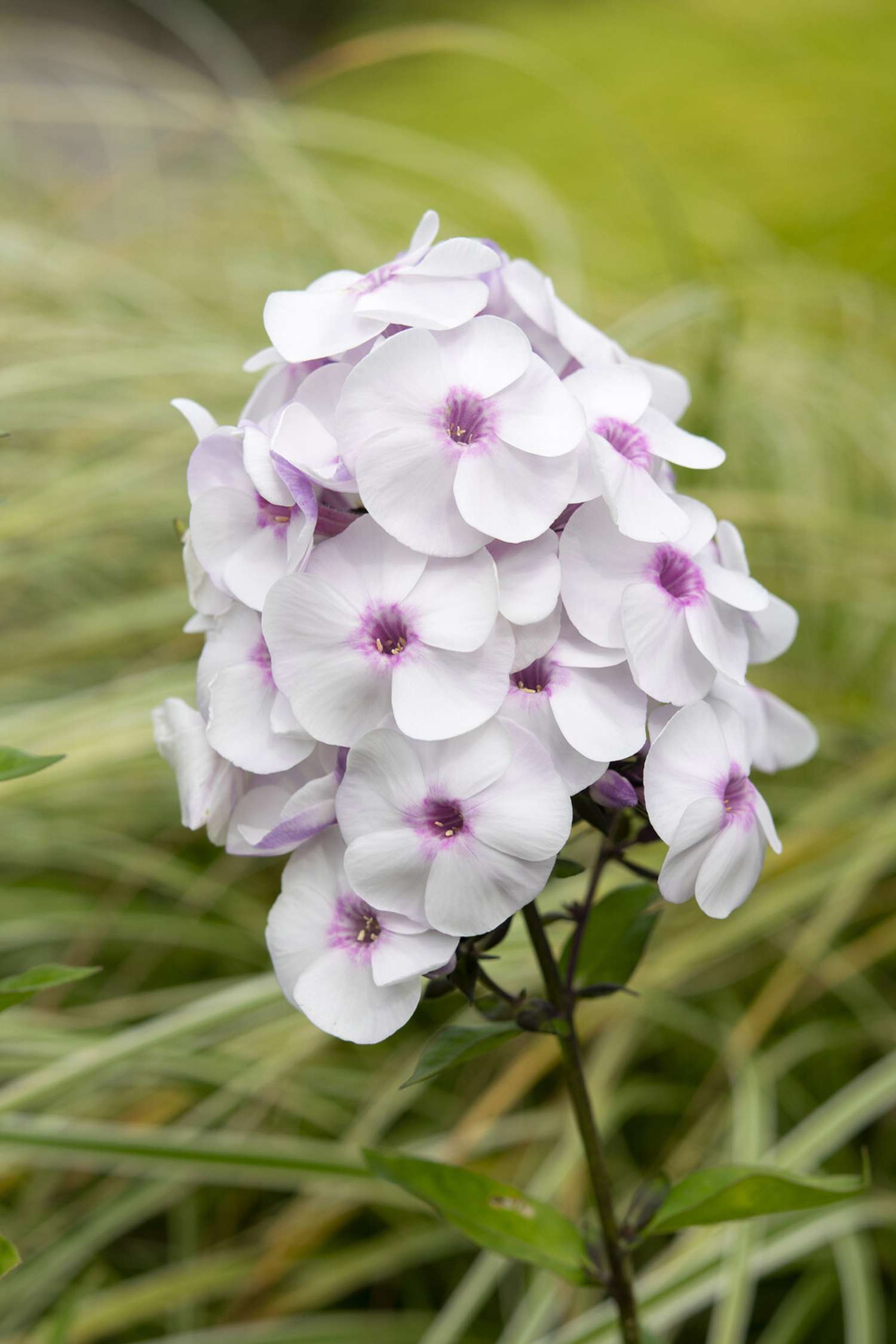 Syysleimu 'Ice Cream'