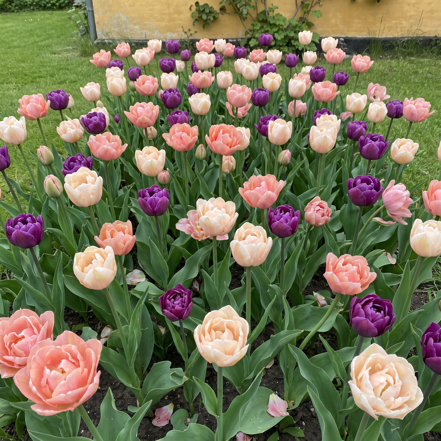 Valmis kukkapenkki 'Petticoat' (1 m²)