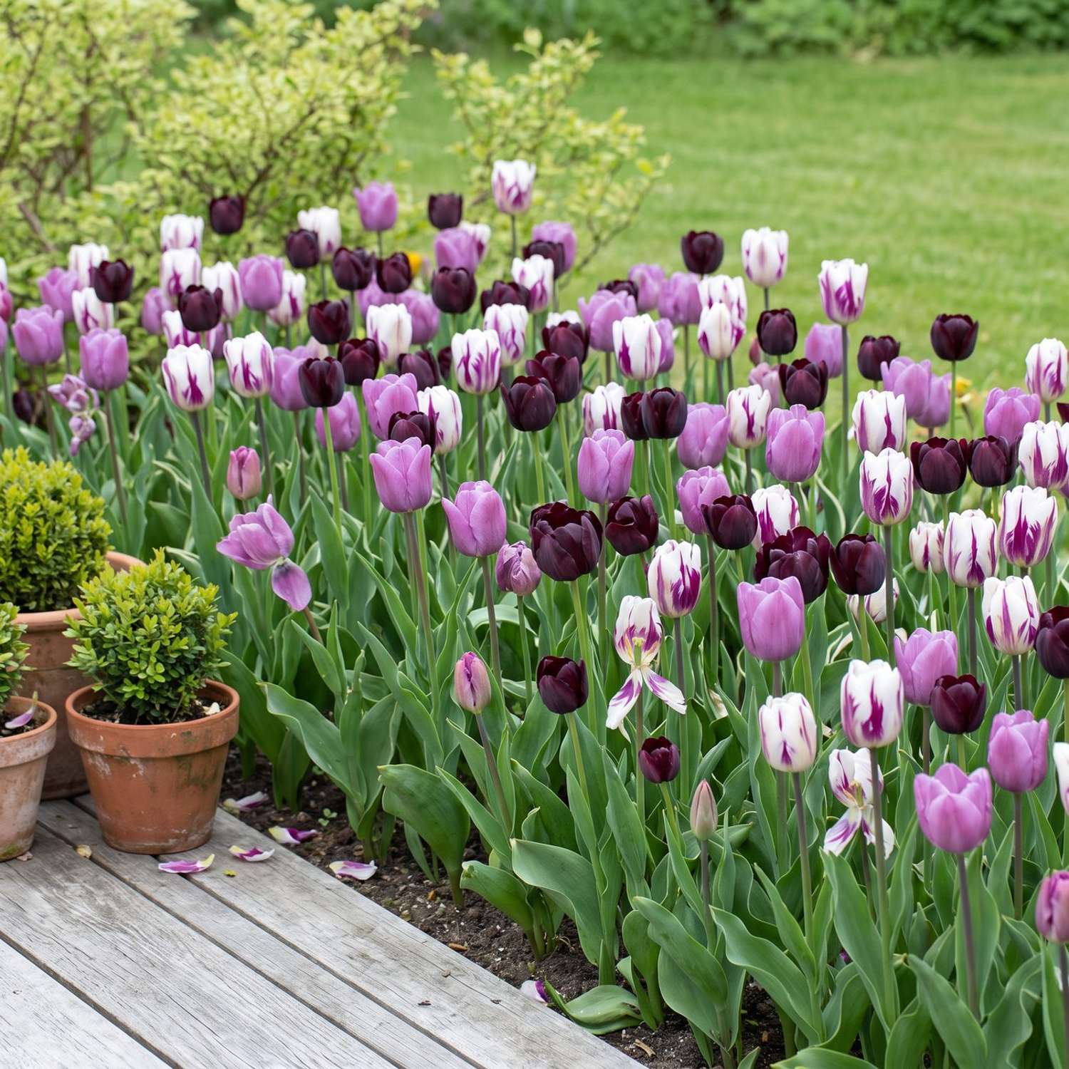 Valmis kukkapenkki 'Ink & Lilac' (1 m²)