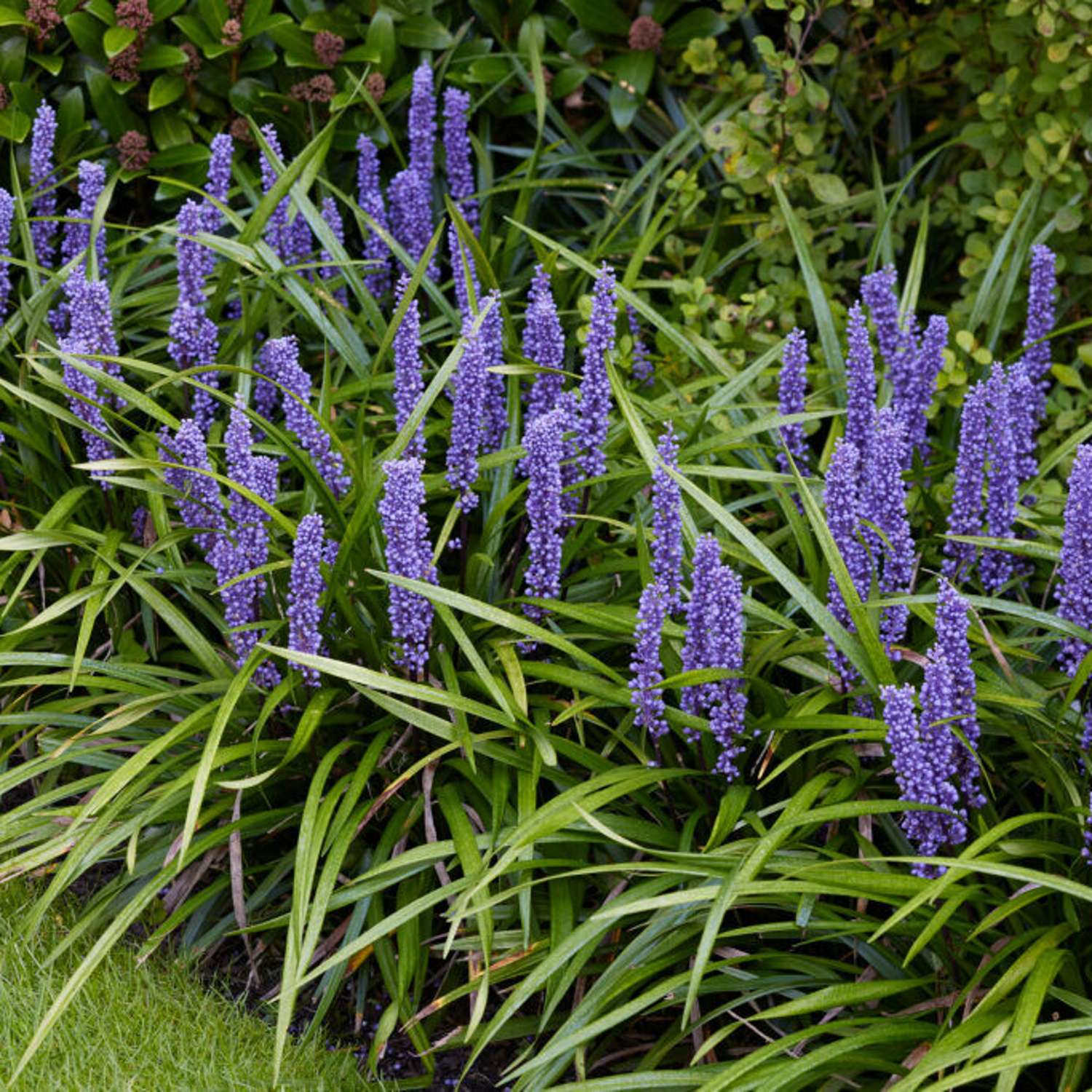 Liriope muscari 'Big Blue'