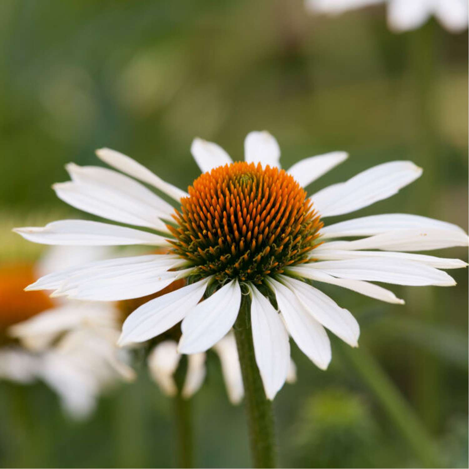 Kaunopunahattu 'Alba' (Echinacea purpurea)