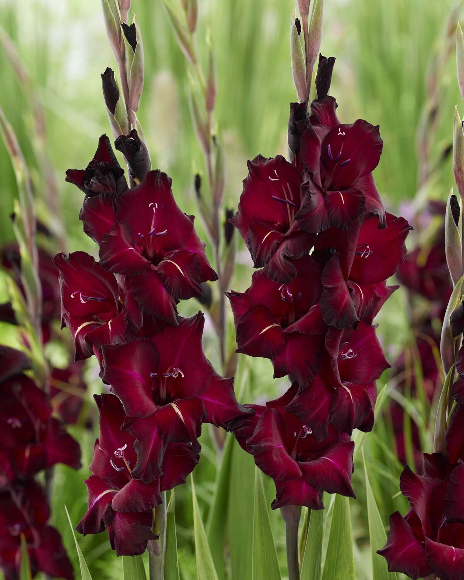 Gladiolus 'Black Surprise®'