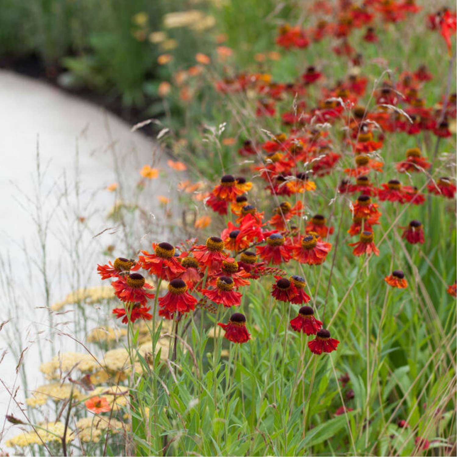 Syyshohdekukka 'Moerheim Beauty' (Helenium)