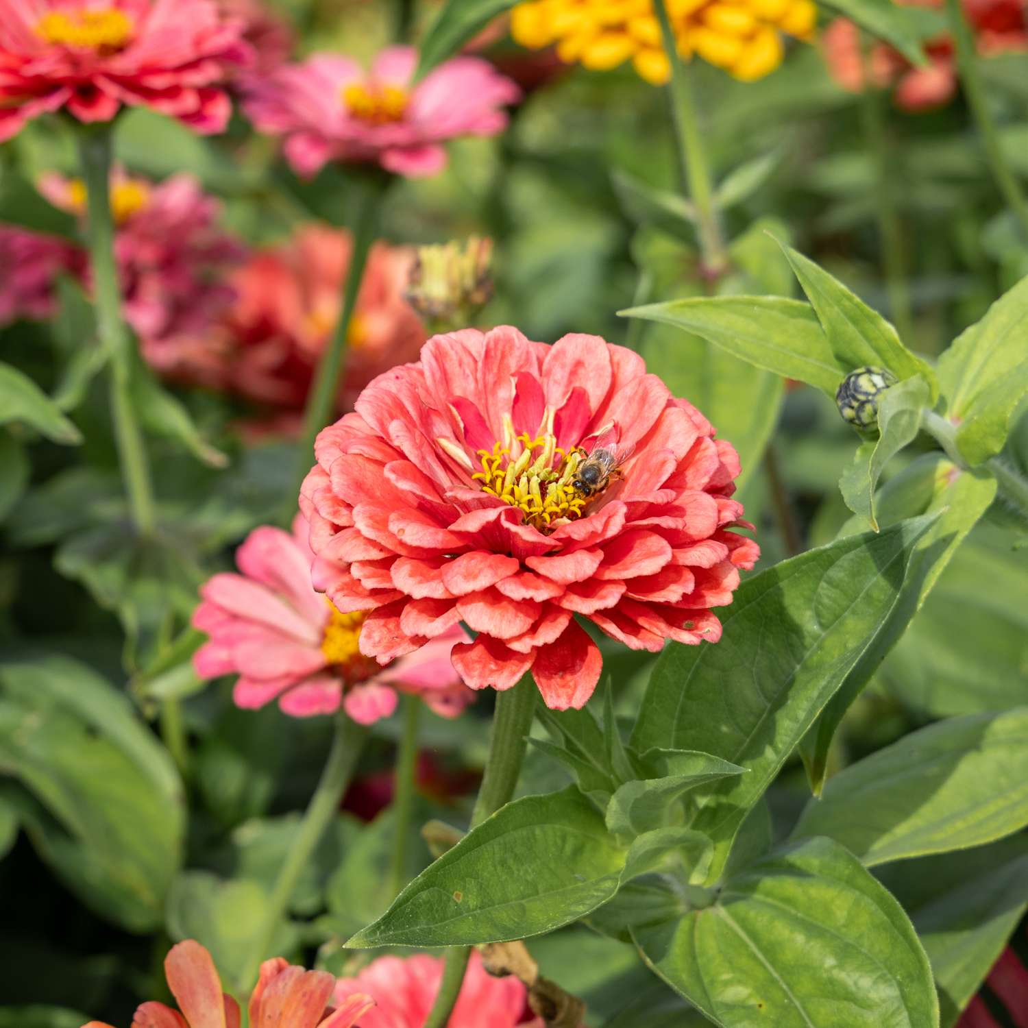 Zinnia 'Benary's Giant Carmine' (siemen)