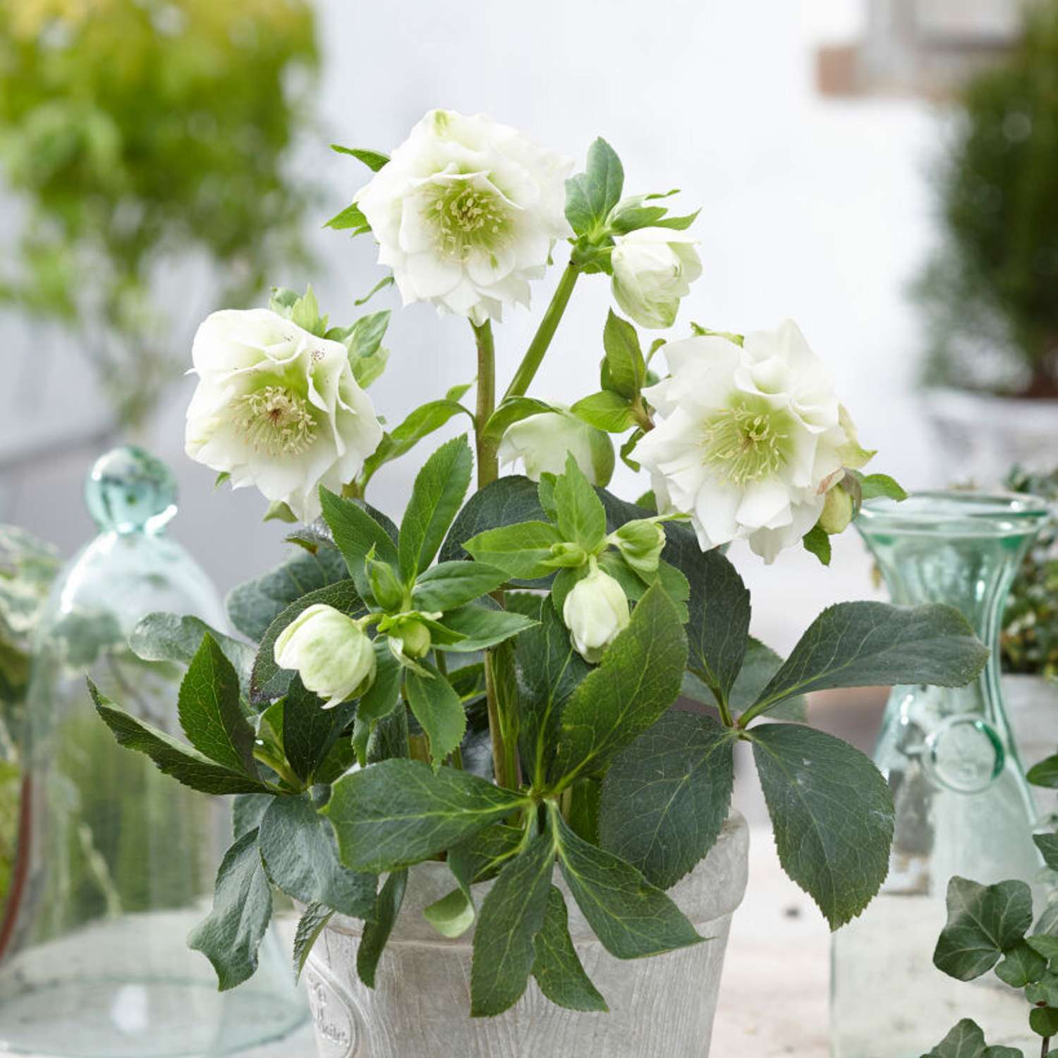 Tarhajouluruusu 'Double Ellen White' (Helleborus × hybridus)
