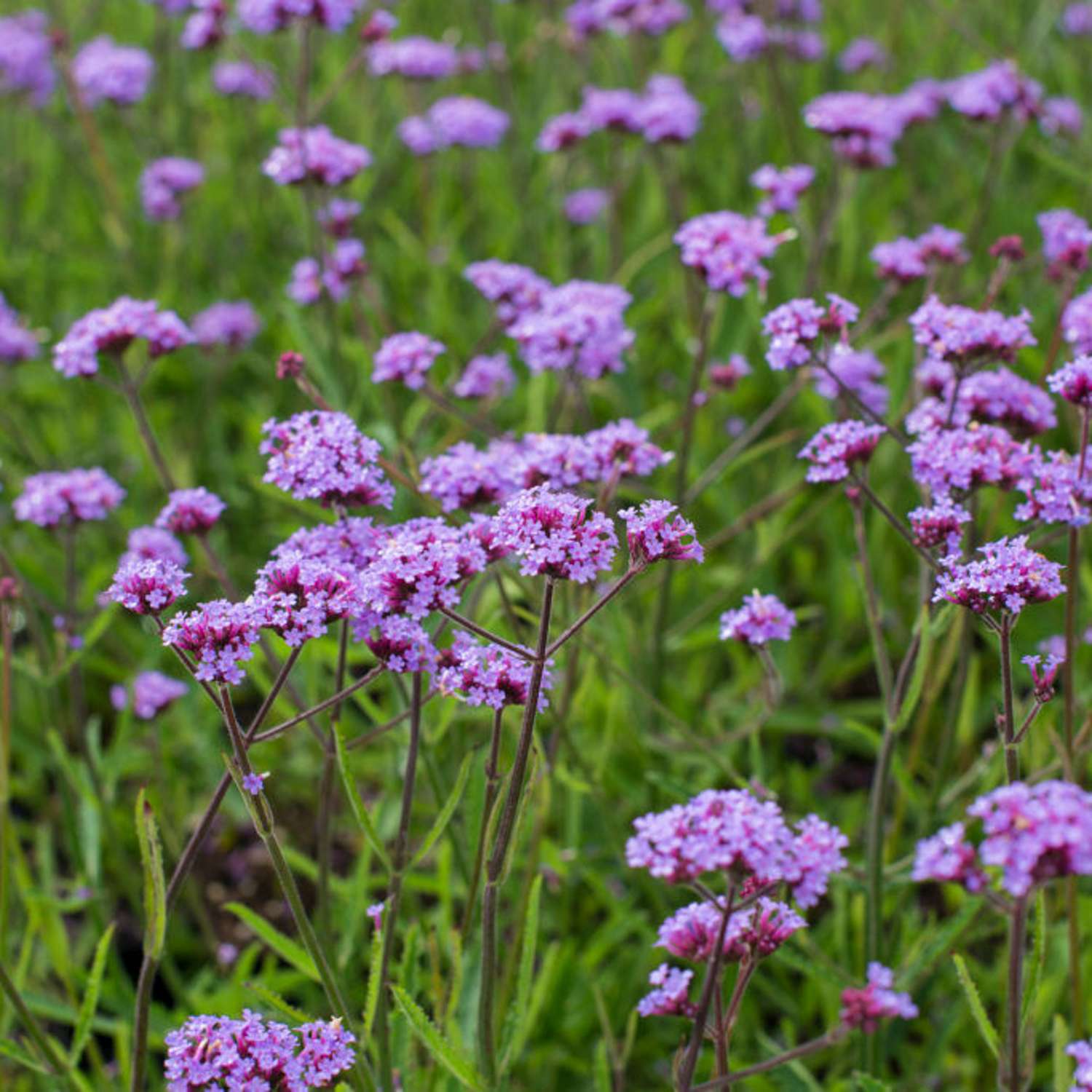 Jättiverbena 'Lollipop' (Verbena bonariensis)