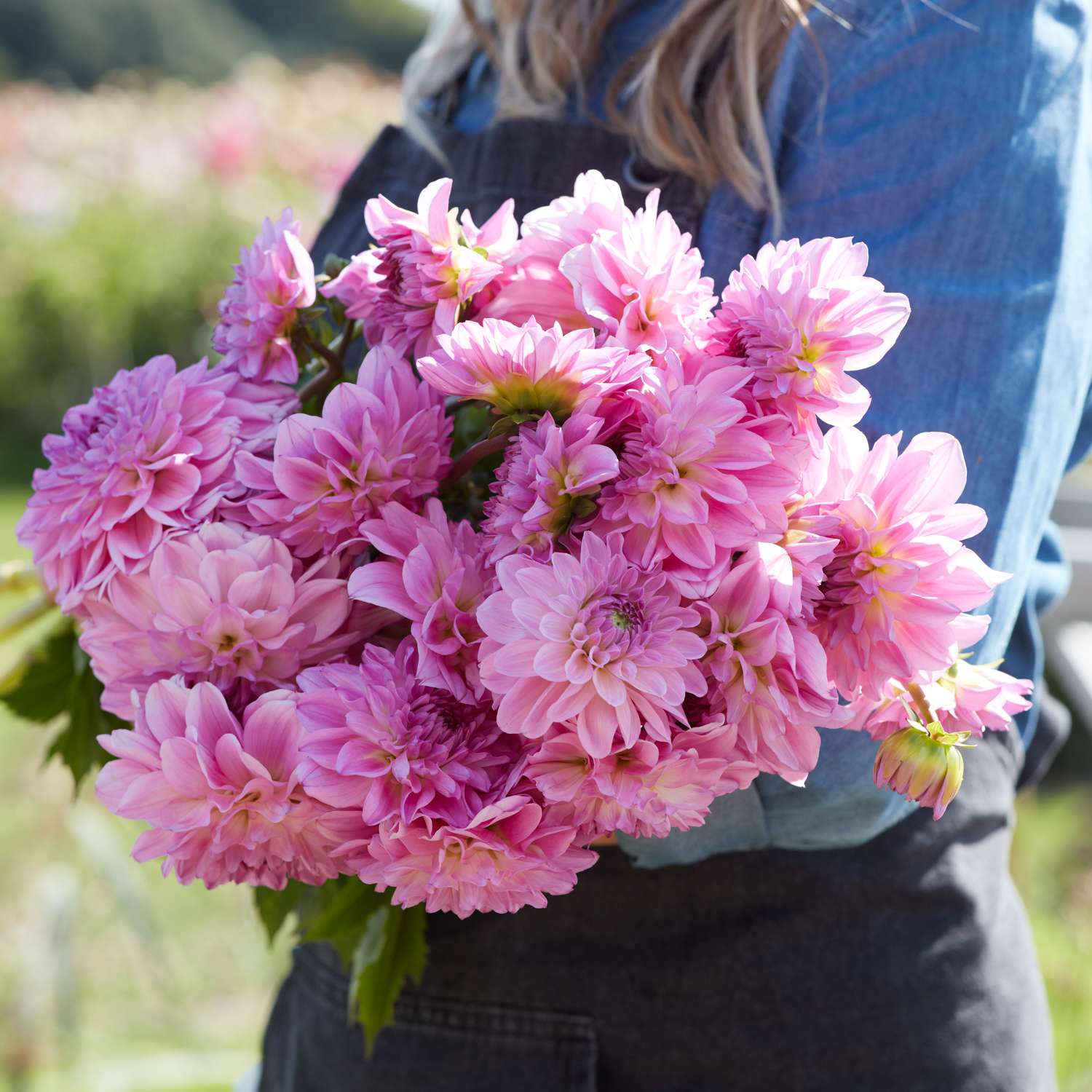 Daalia ‘Pink Ardour’