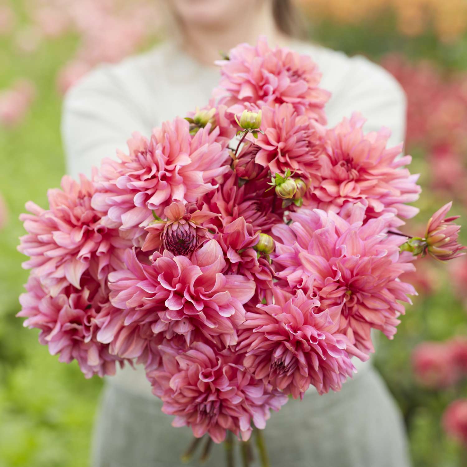 Daalia 'Arit Anderson'