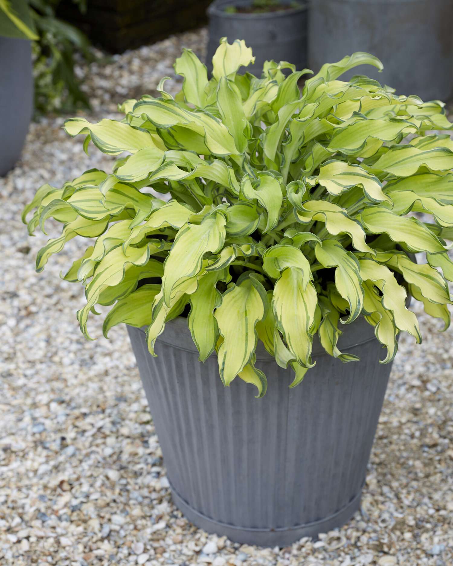 Kuunlilja 'Gravity Rocks'