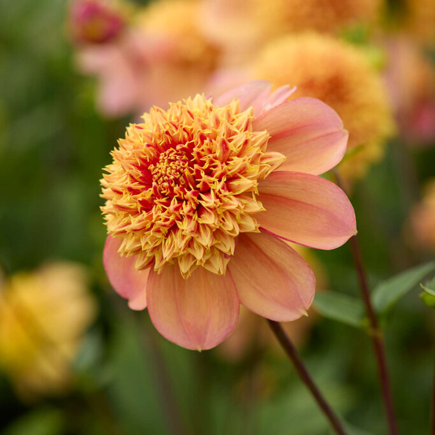 Daalia ‘Sandia Brocade’