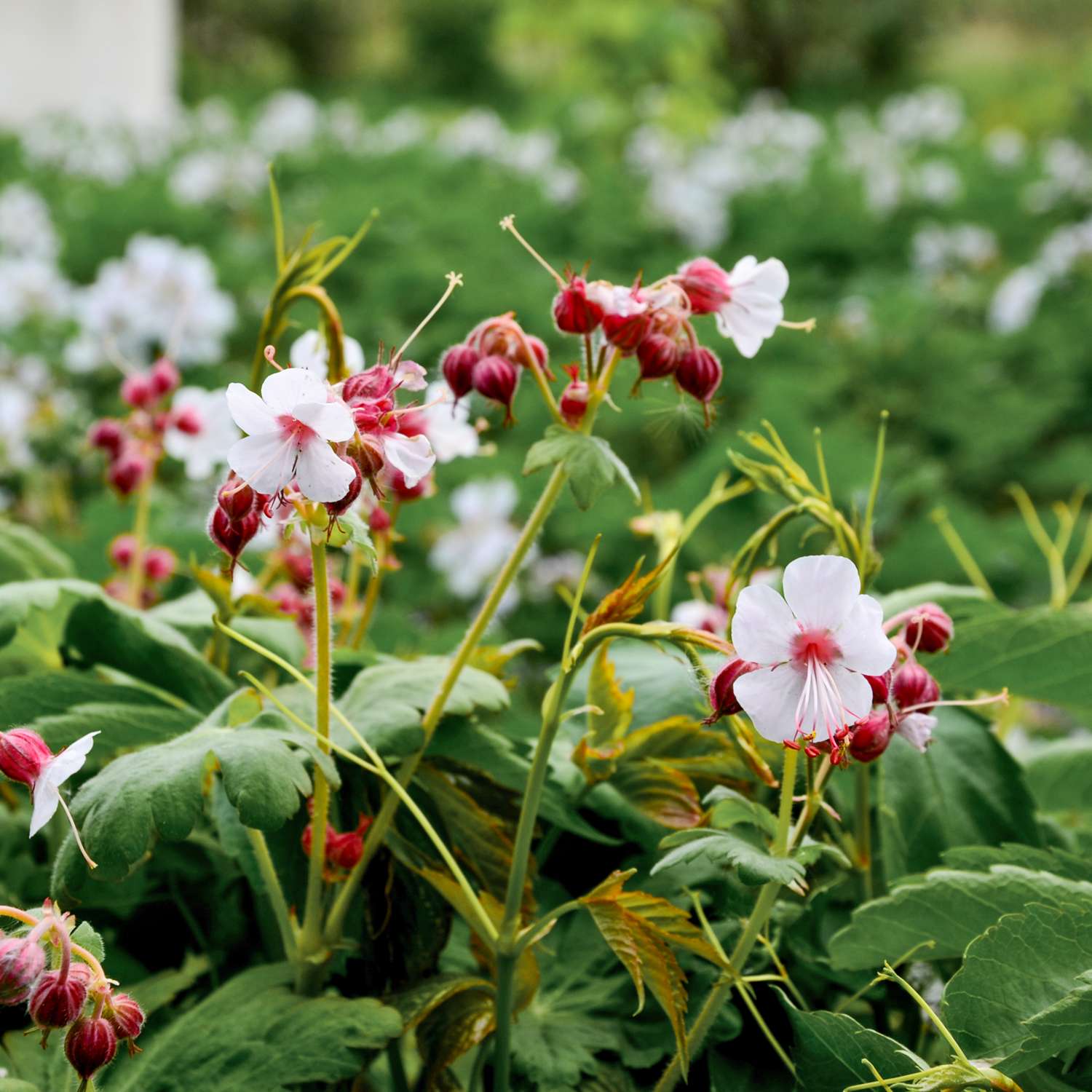 Tuoksukurjenpolvi 'Spessart' (Geranium macrorrhizum)