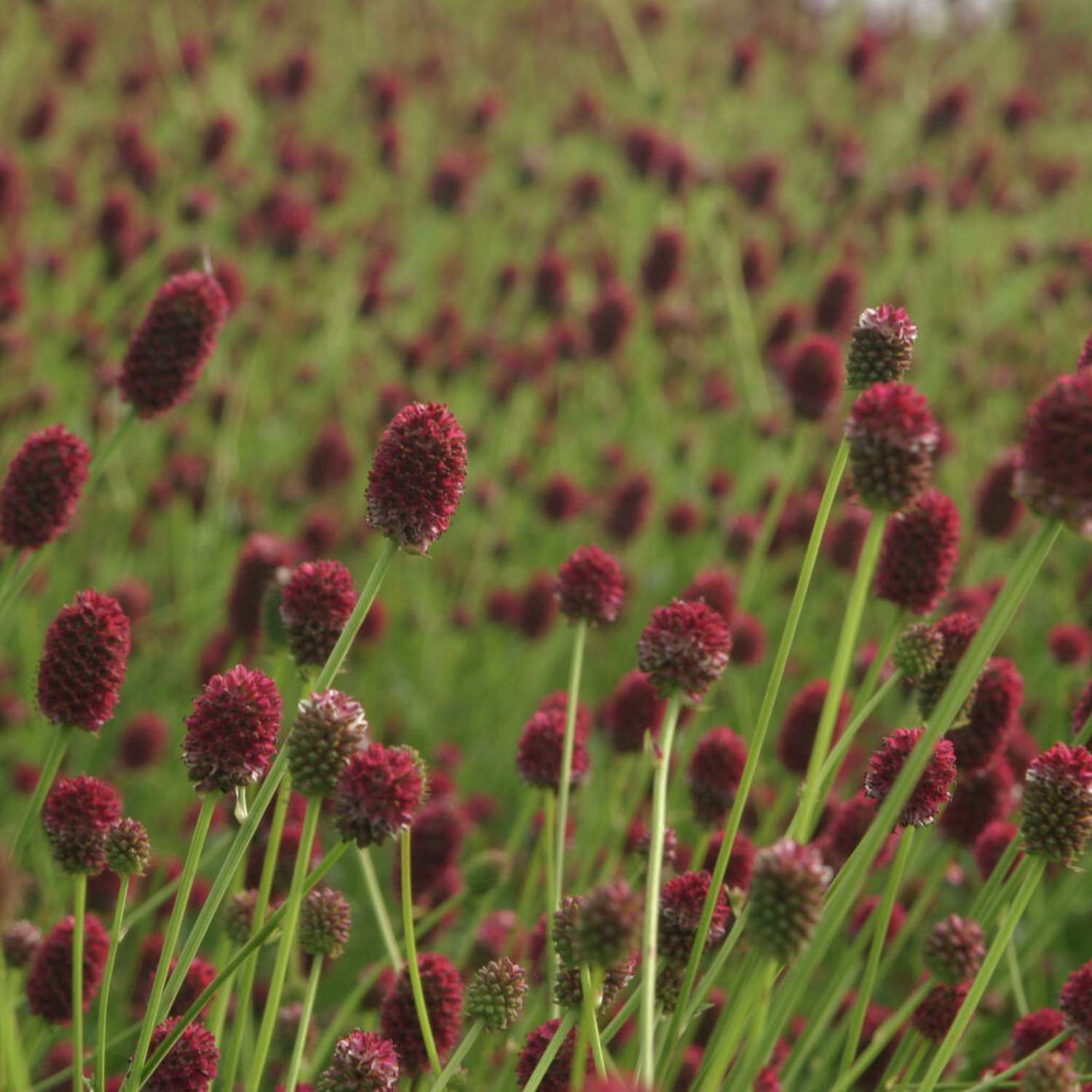 Punaluppio 'Tanna' (Sanguisorba officinalis)