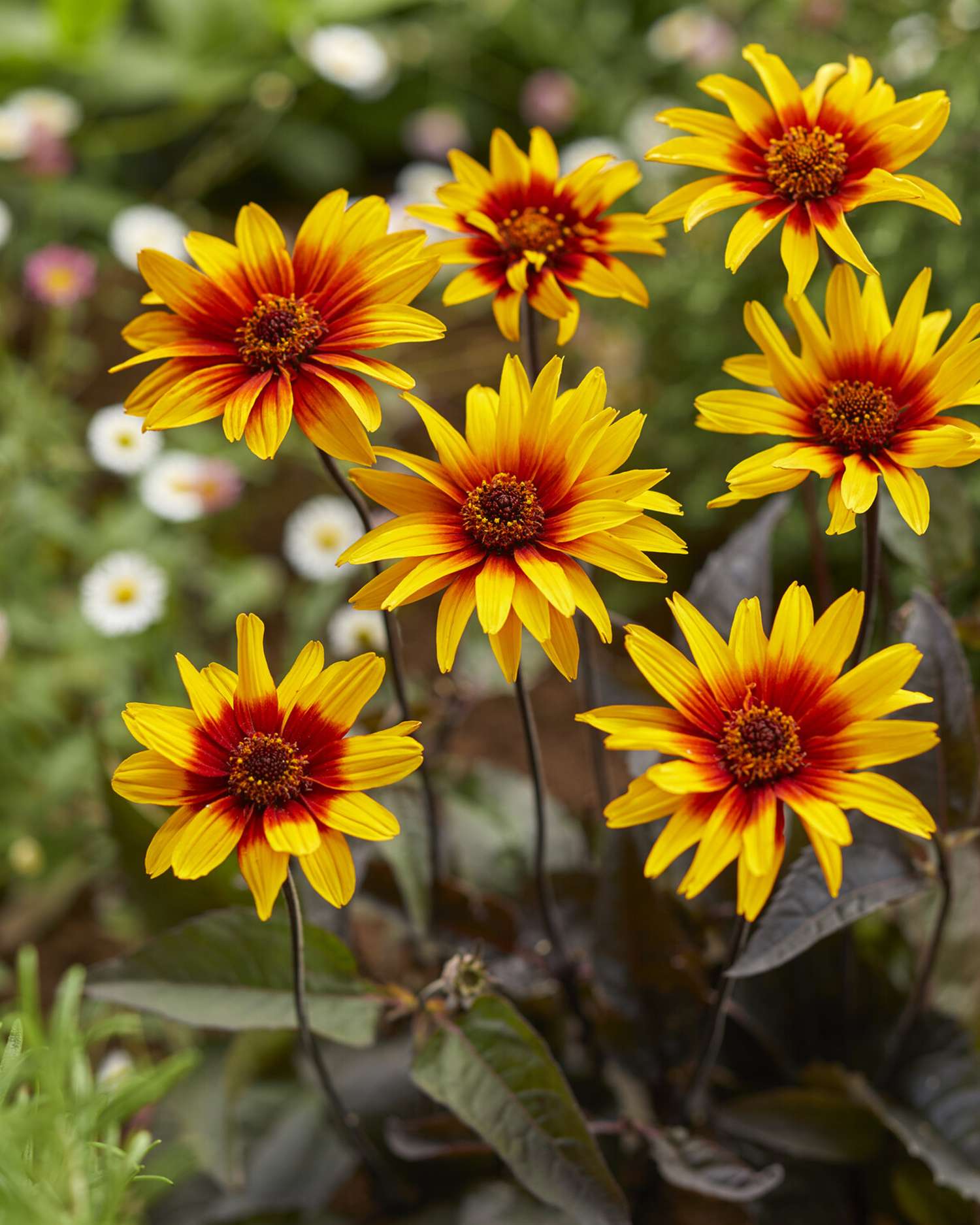 Niittyleinikki ‘Burning Hearts’