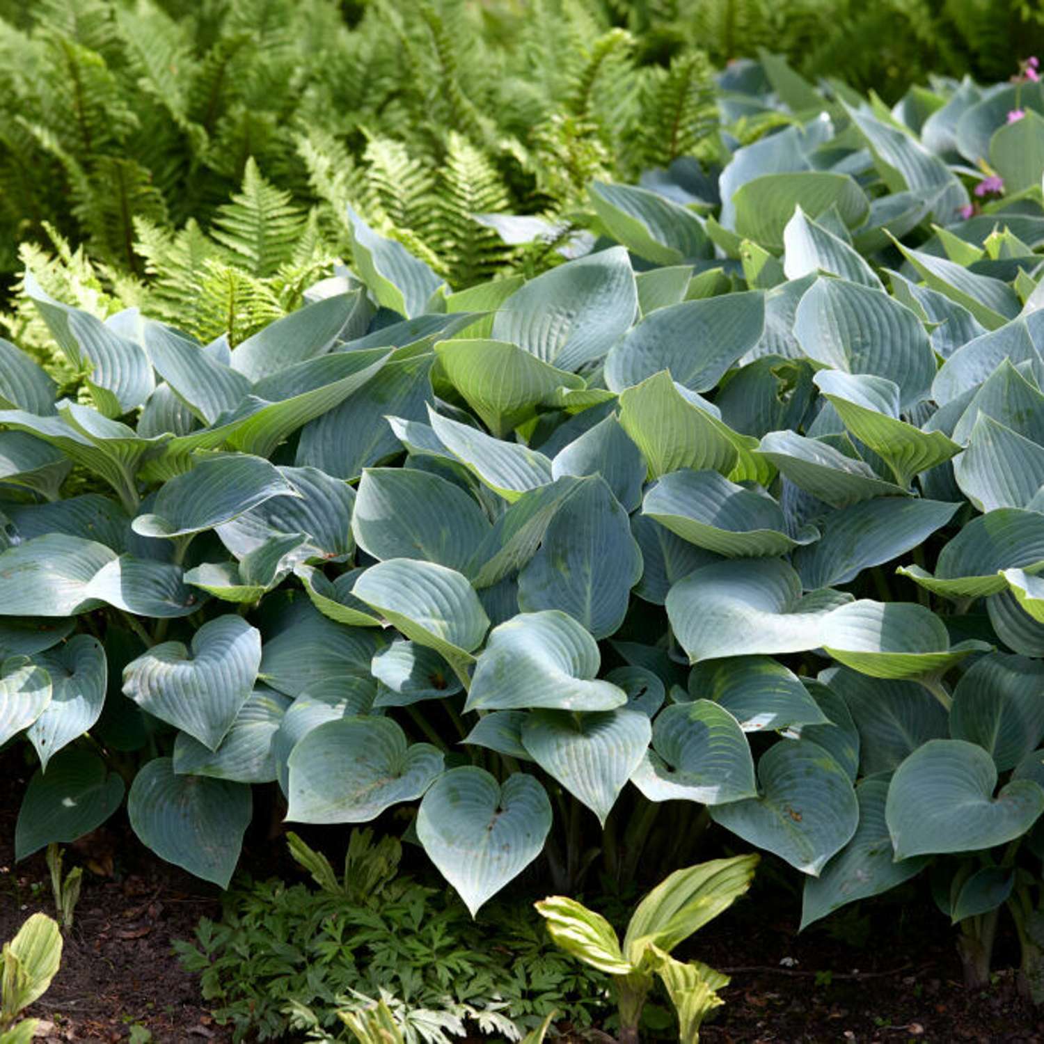 Tarhakuunlilja 'Halcyon' (Hosta)
